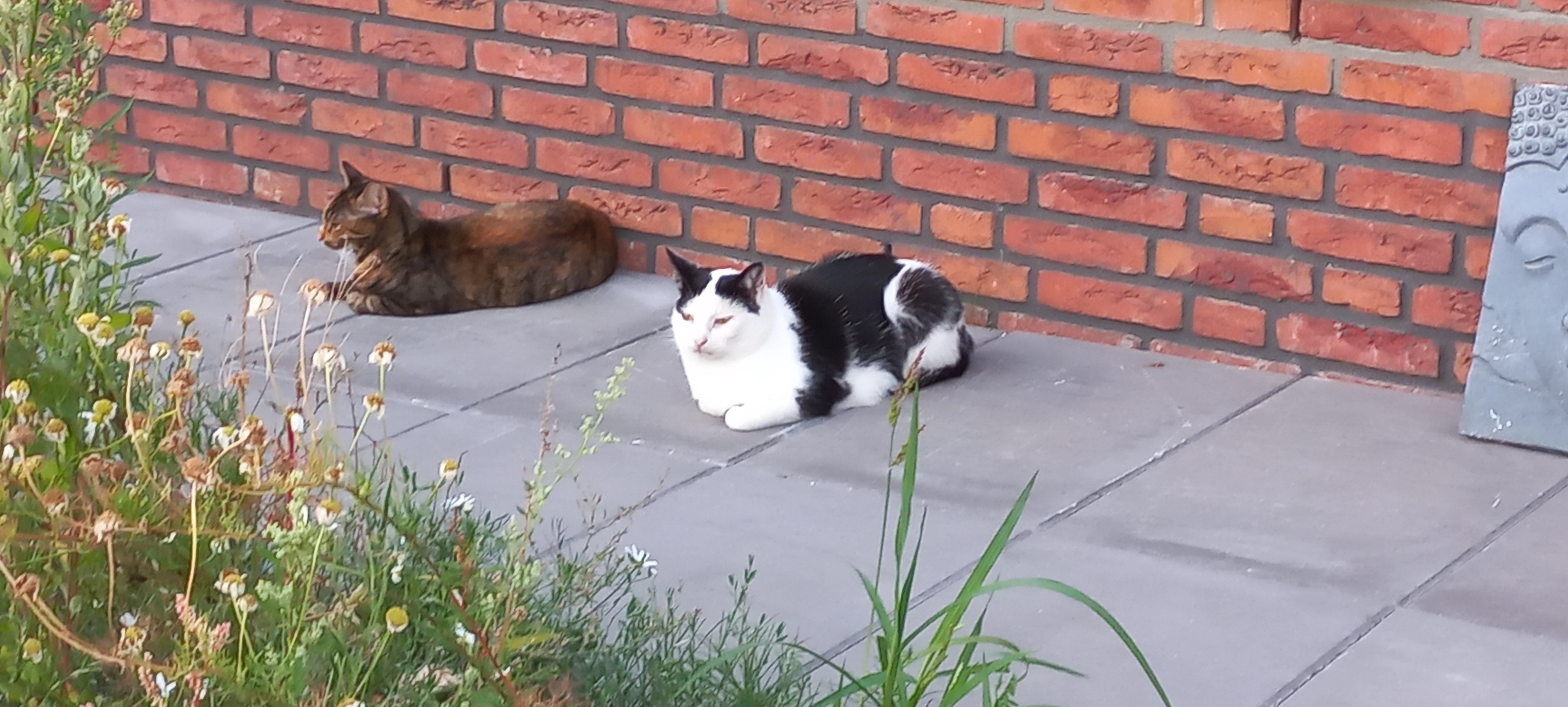 Tijger - 4181, Waardenburg