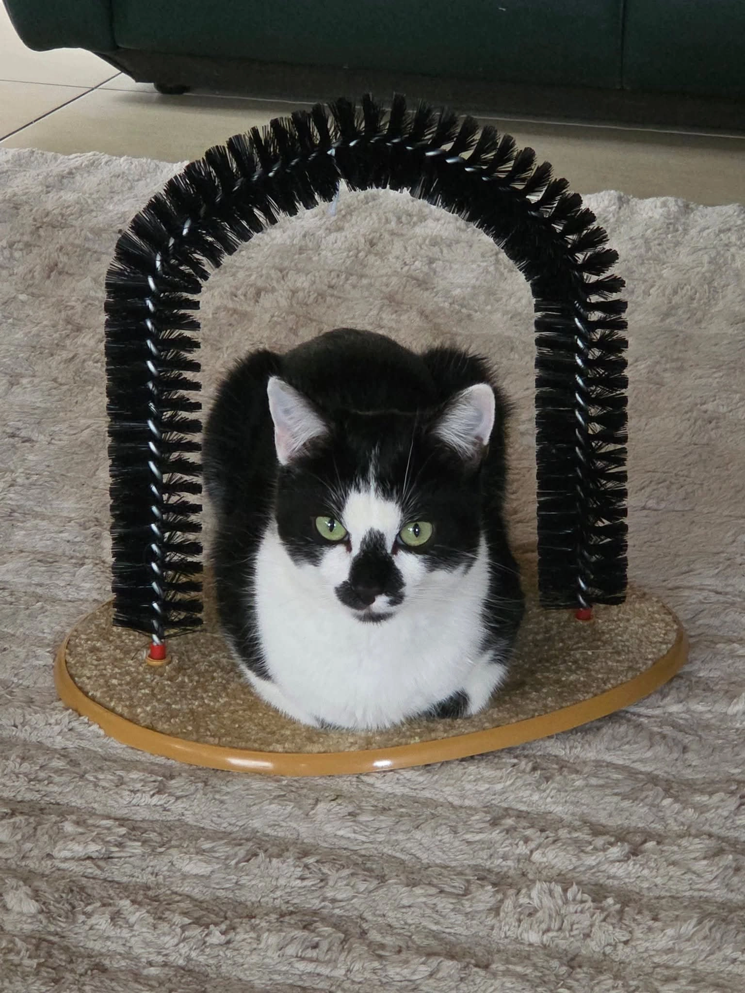 Koala - Hollandlaan 2, Tielt