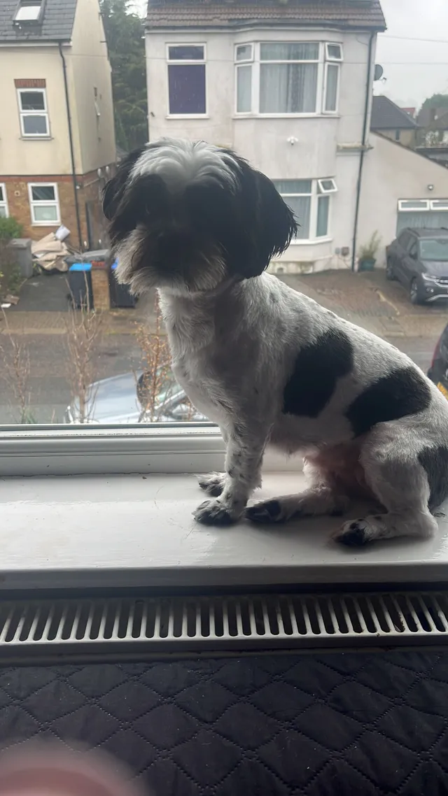 Missy - Llanover Road, Wembley