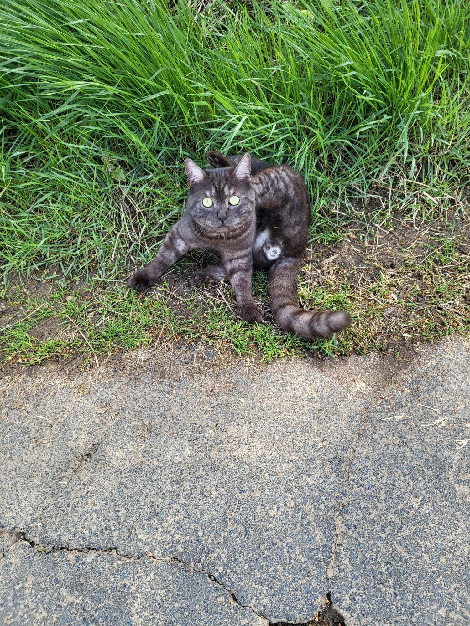 Jerry - 35708, Haiger