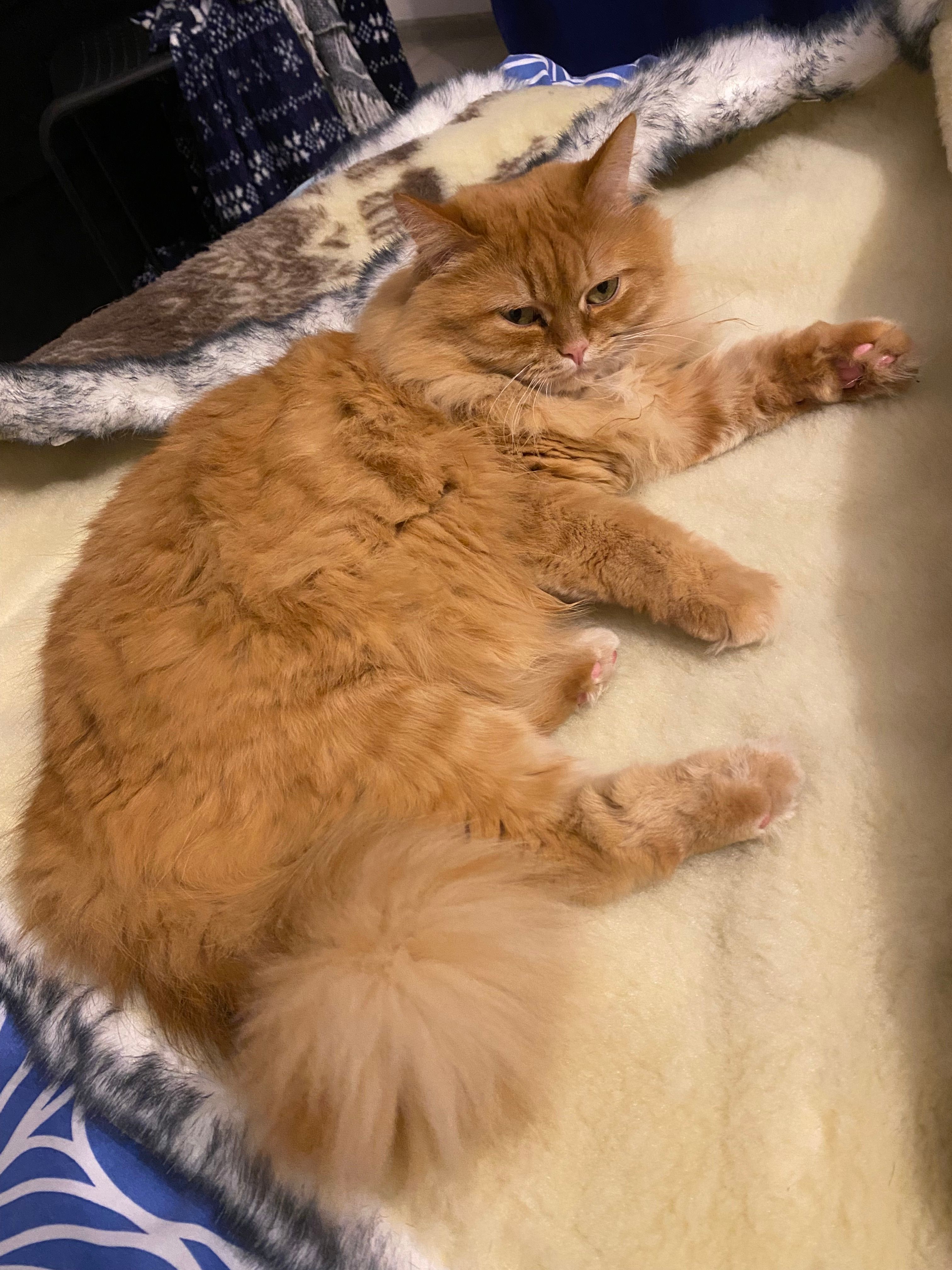 Bonya - Tyniecka, Kraków