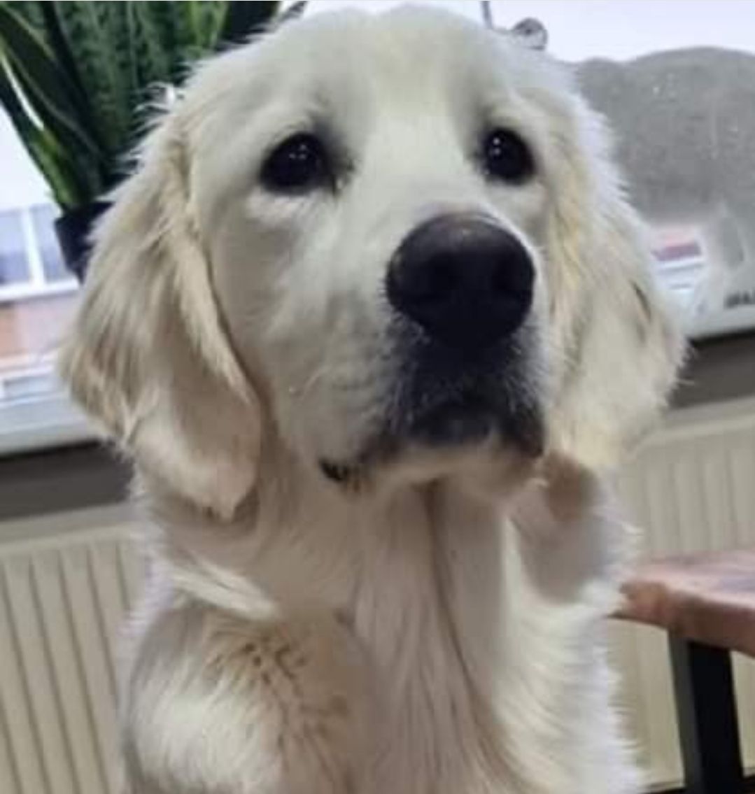 Stoffel - Winschoten , Winscoten