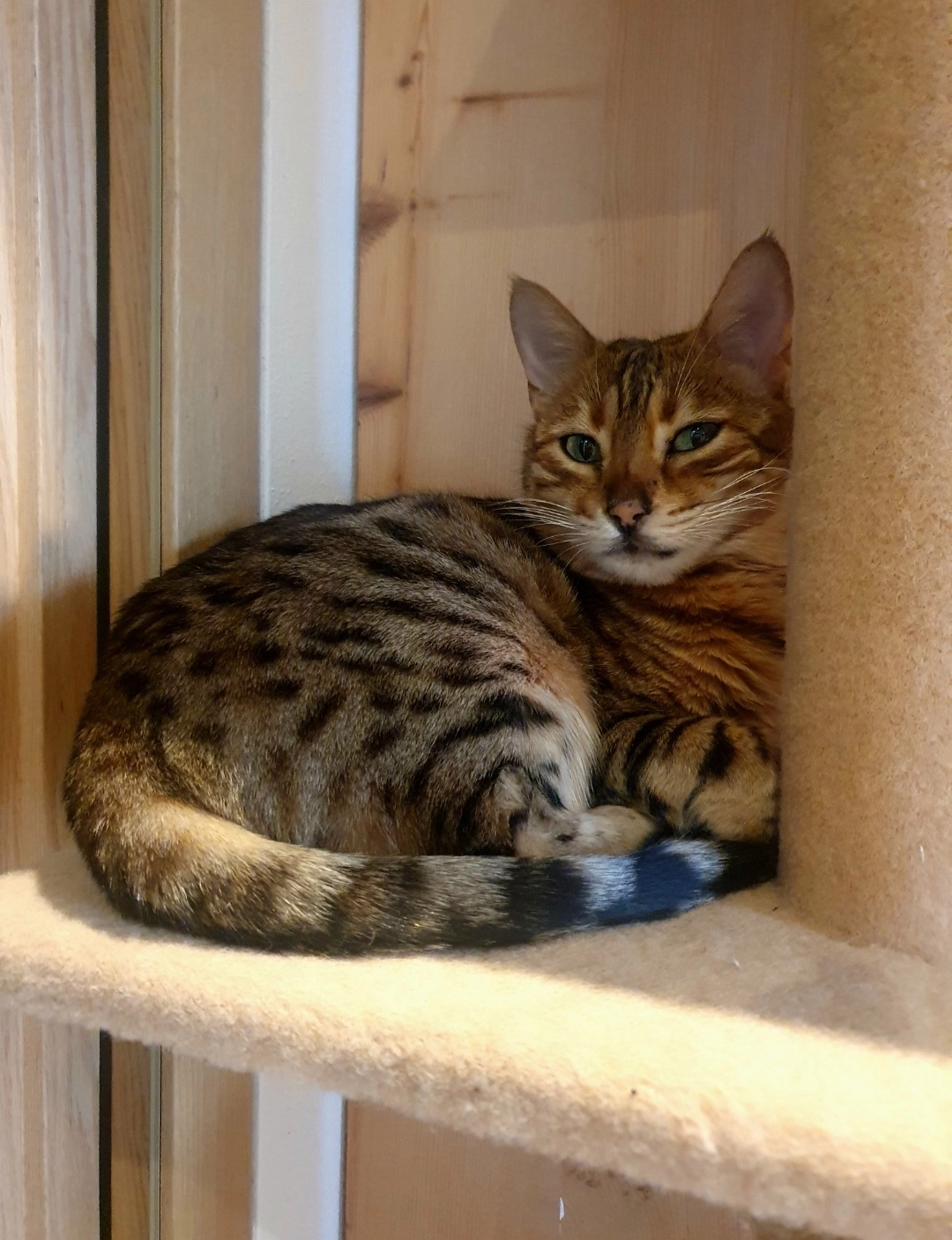 Ylvie - Leiterweg, Schenna