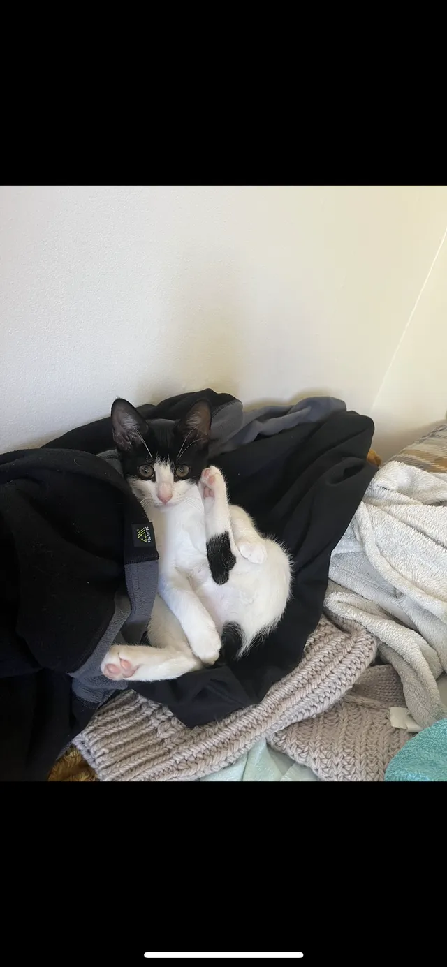 Evie - Westfield Close, Normanton