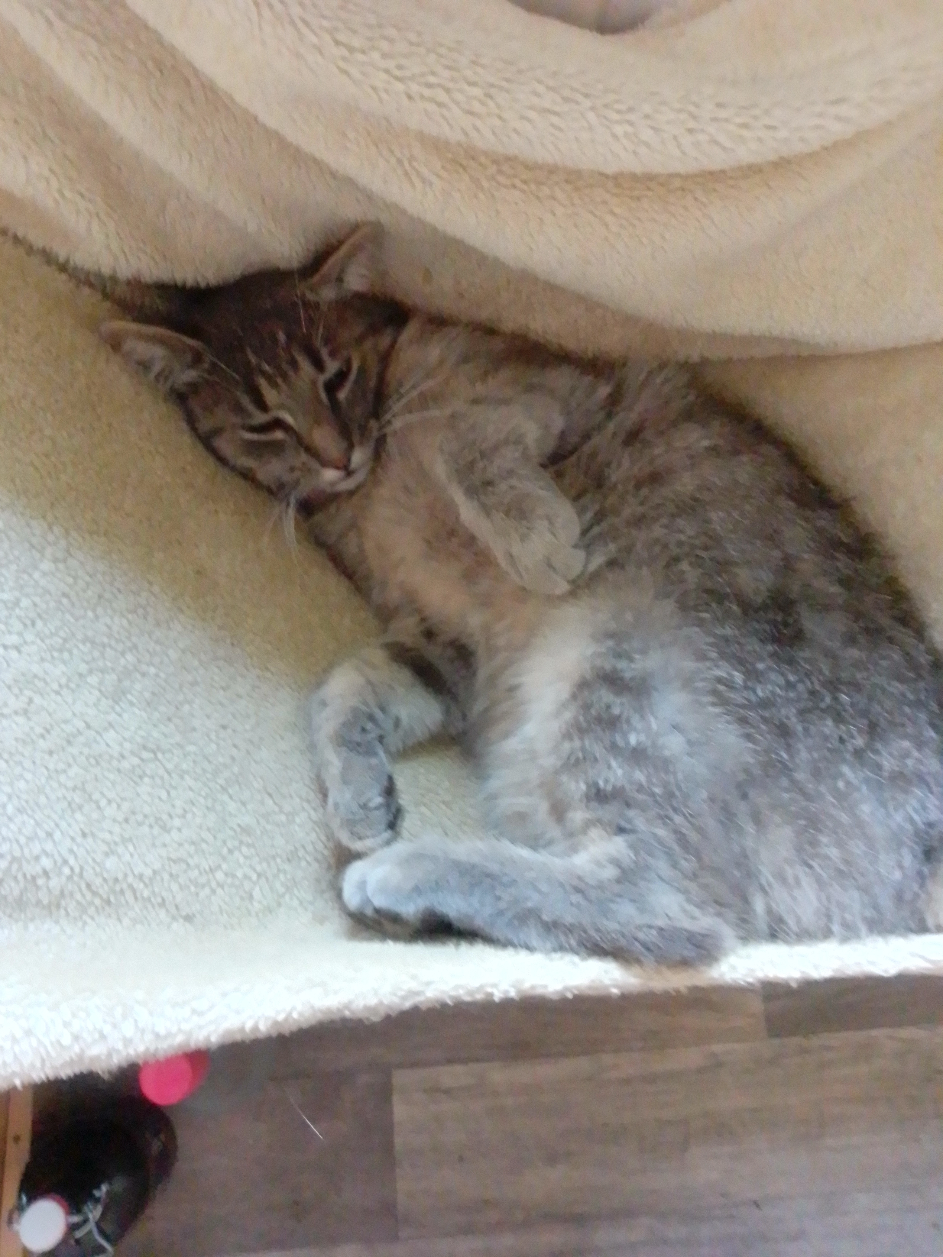 Cosmo - Mühlweg, Nebelschütz