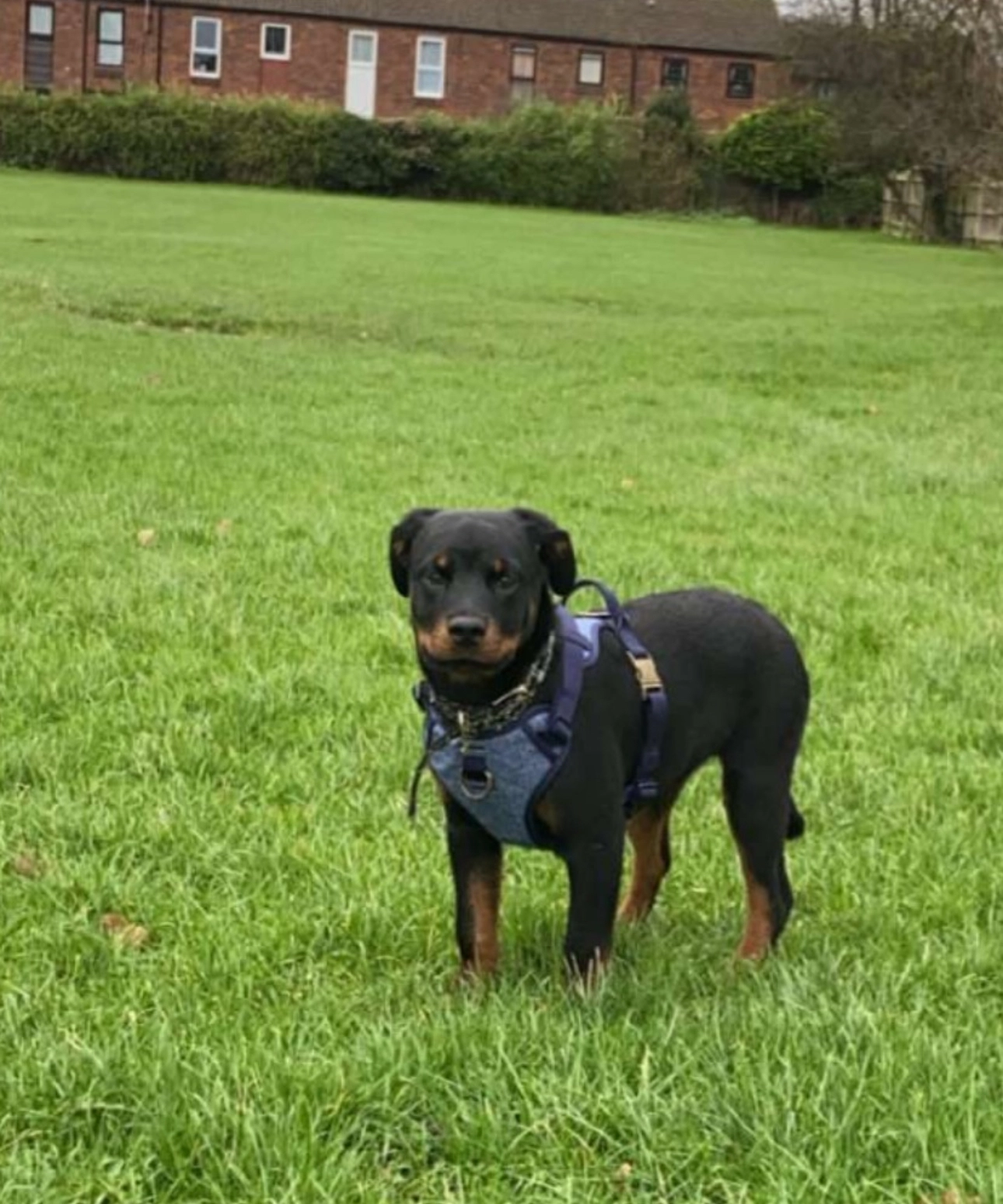 Bonnie  - Dorchester Road, Worcester Park