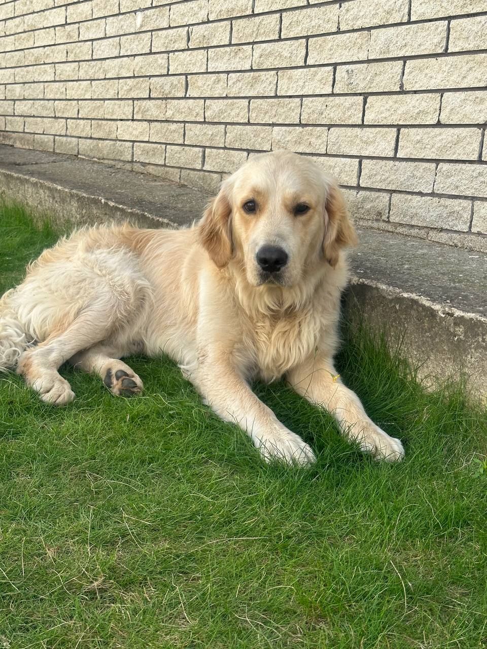 Mex - 4371, Nyírlugos