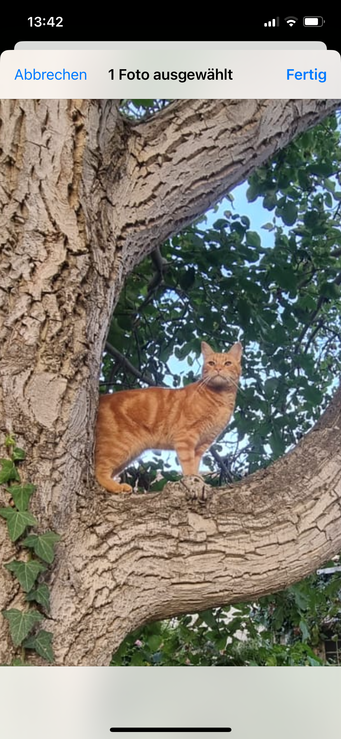 Fiete  - Burgstraße 15, Neustadt in Holstein