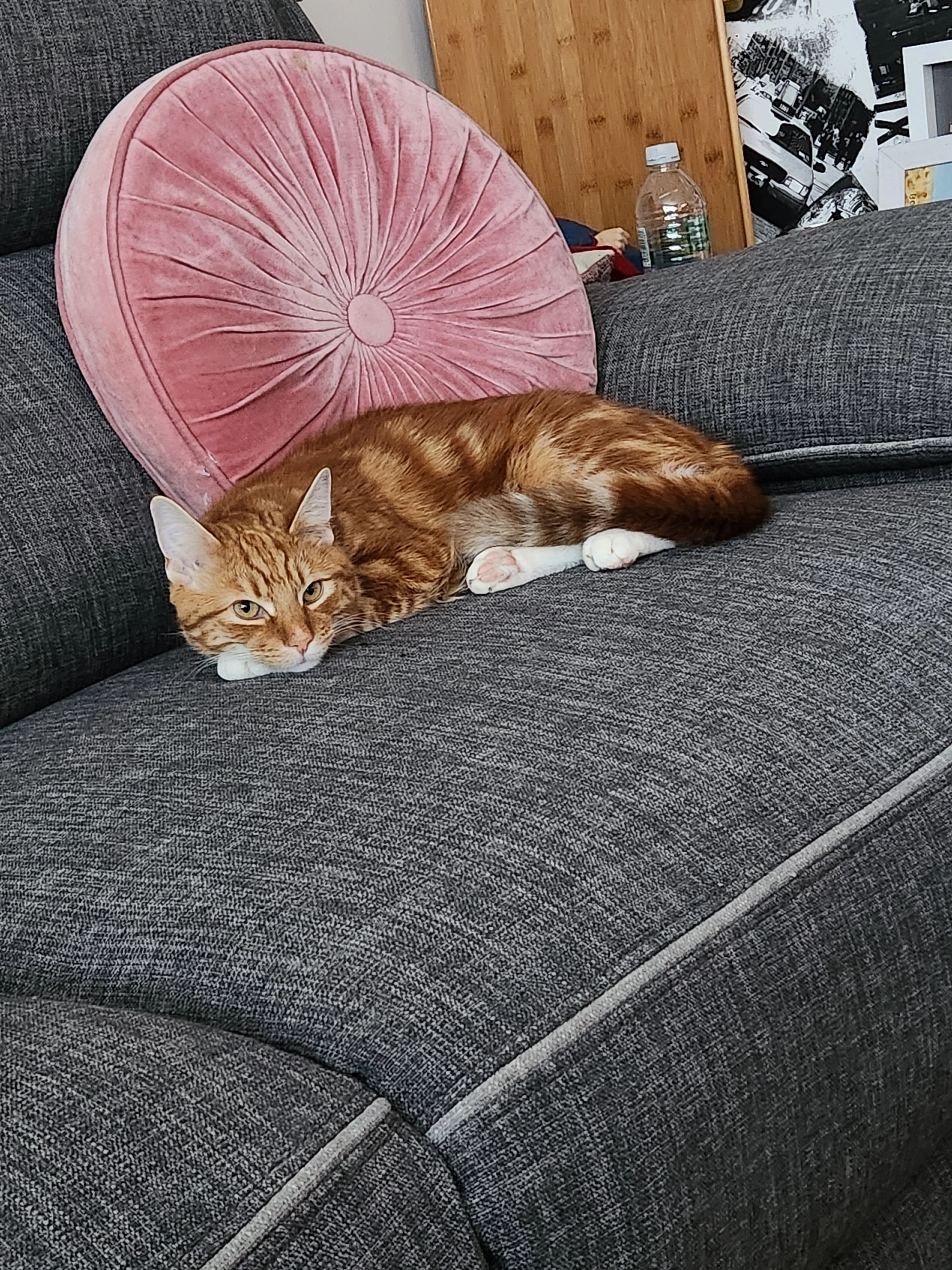 Sox - Mill street, Tewkesbury