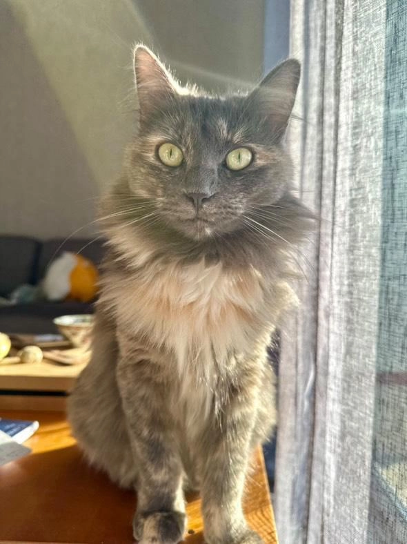 Suzumé  - 17 Rue des Églantiers, Montrevault-sur-Èvre