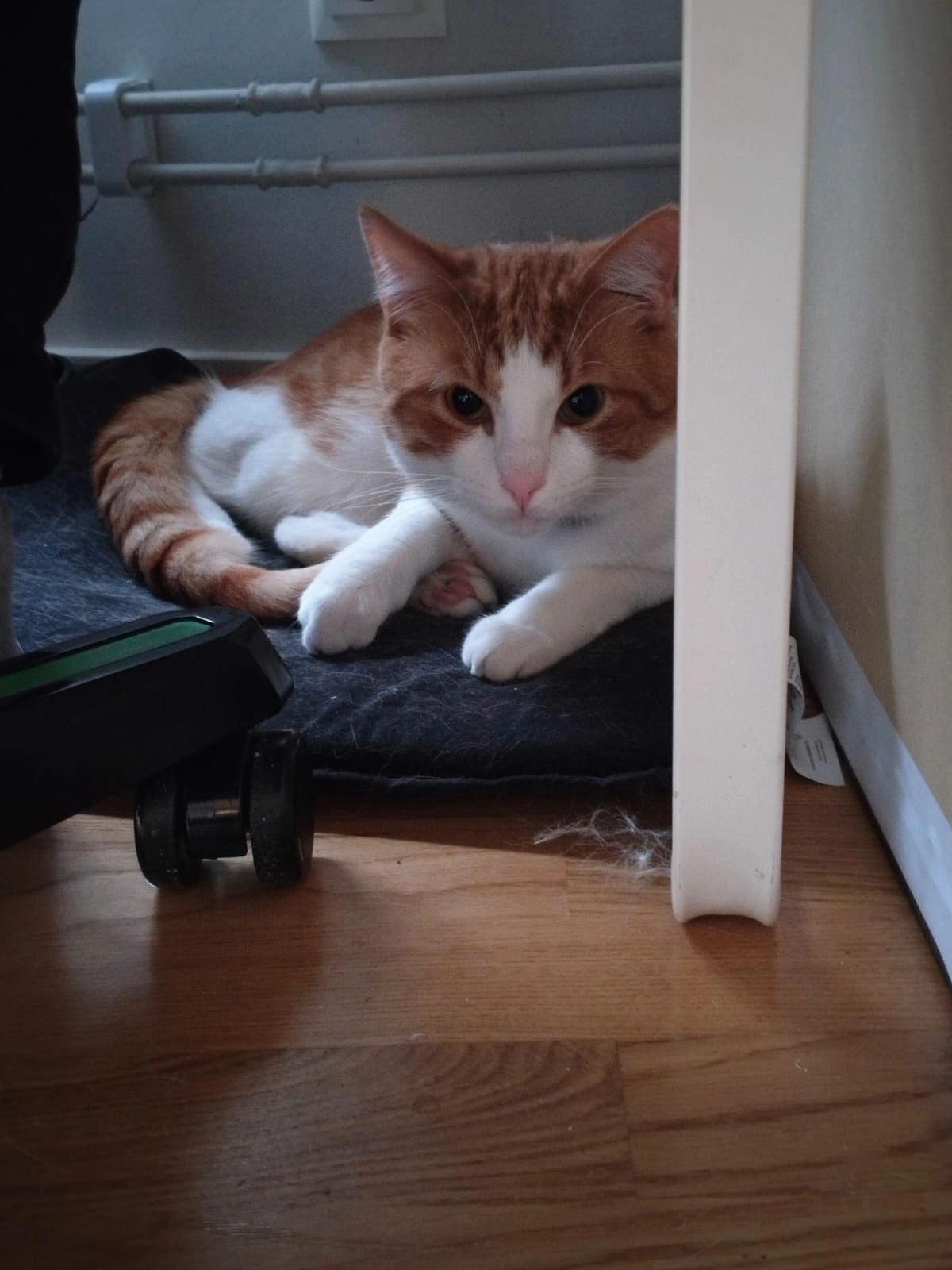 Pikachu - Oxelgatan 9, Vallentuna