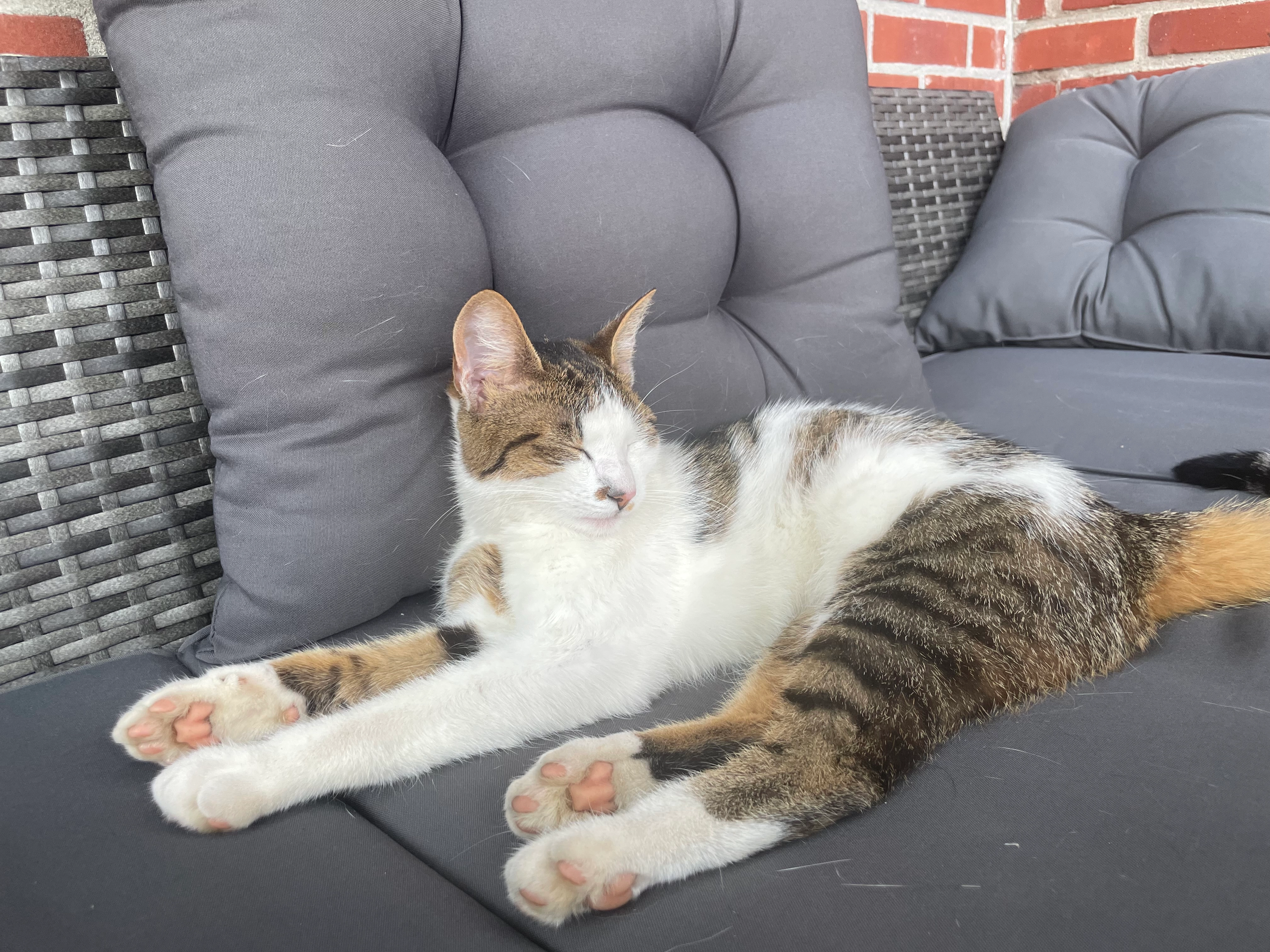 Amir - Normandiestraat, Groenlo