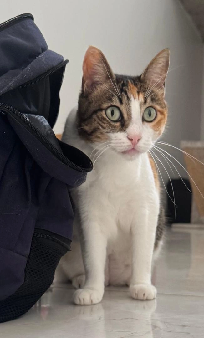 Guizmo - Chemin De La Bastide Des Candeliers, Lorgues