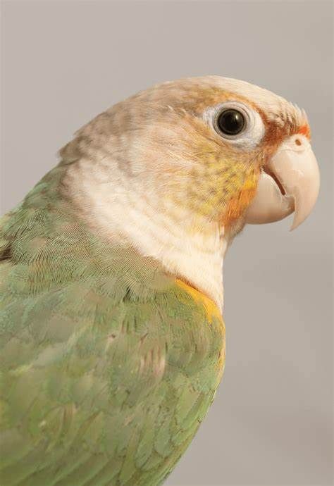 suna - 15 Chemin des Amandiers, Villedubert