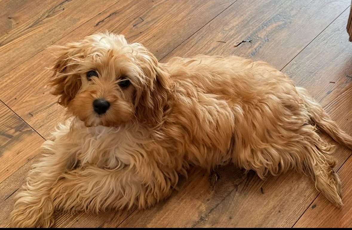 Lusia - 132 Maldive Road, Basingstoke