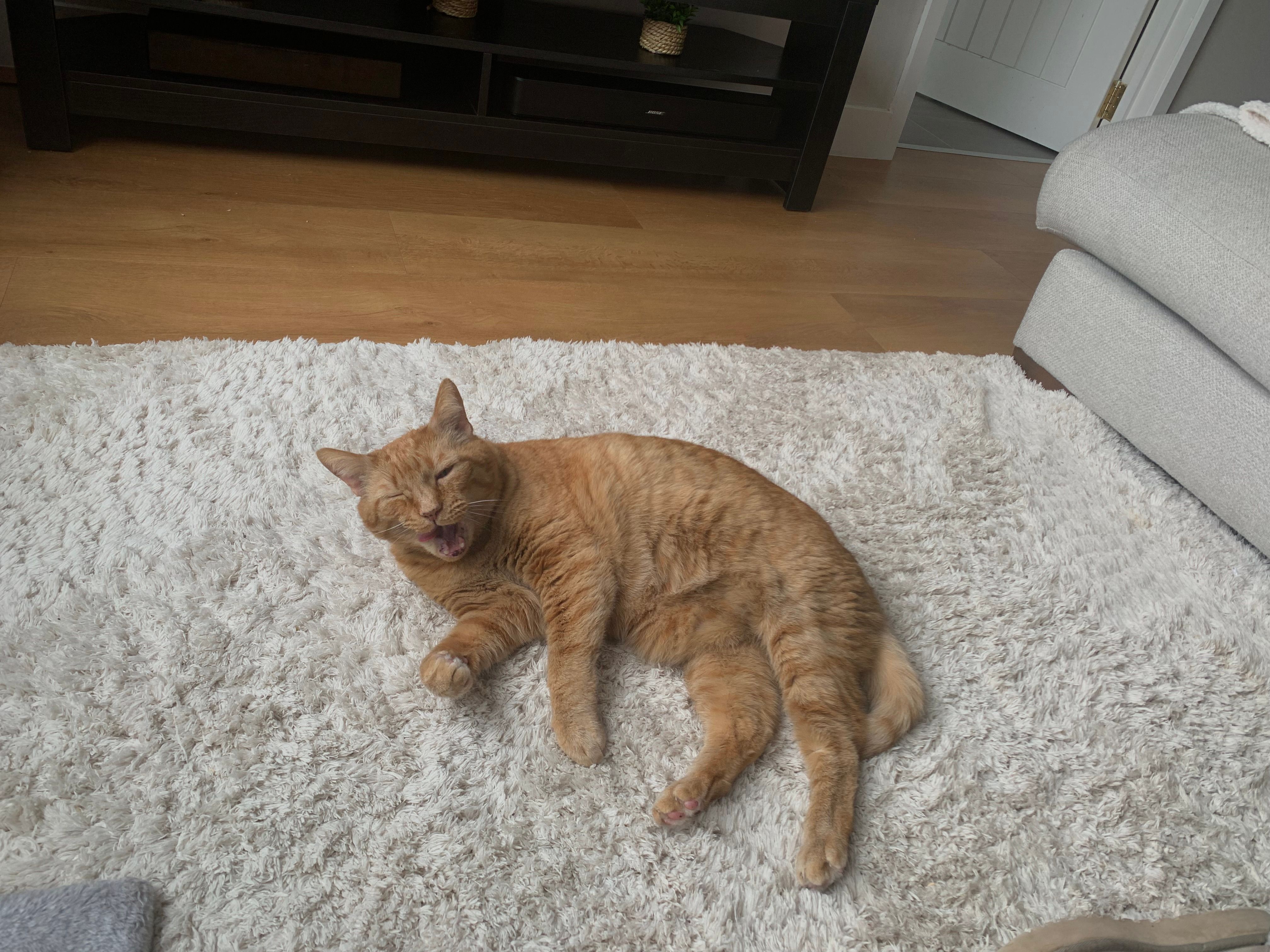 Monty - Twin Oaks Close, Broadstone