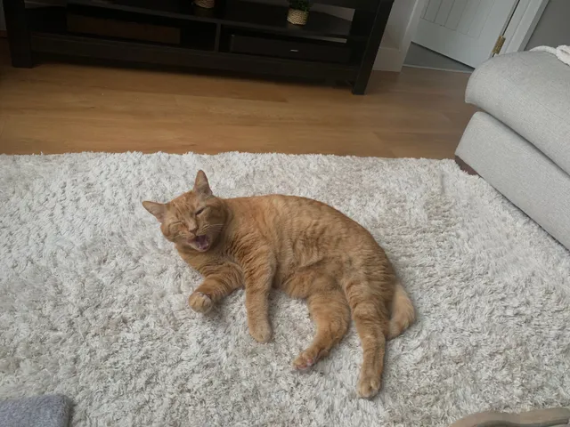 Monty - Twin Oaks Close, Broadstone