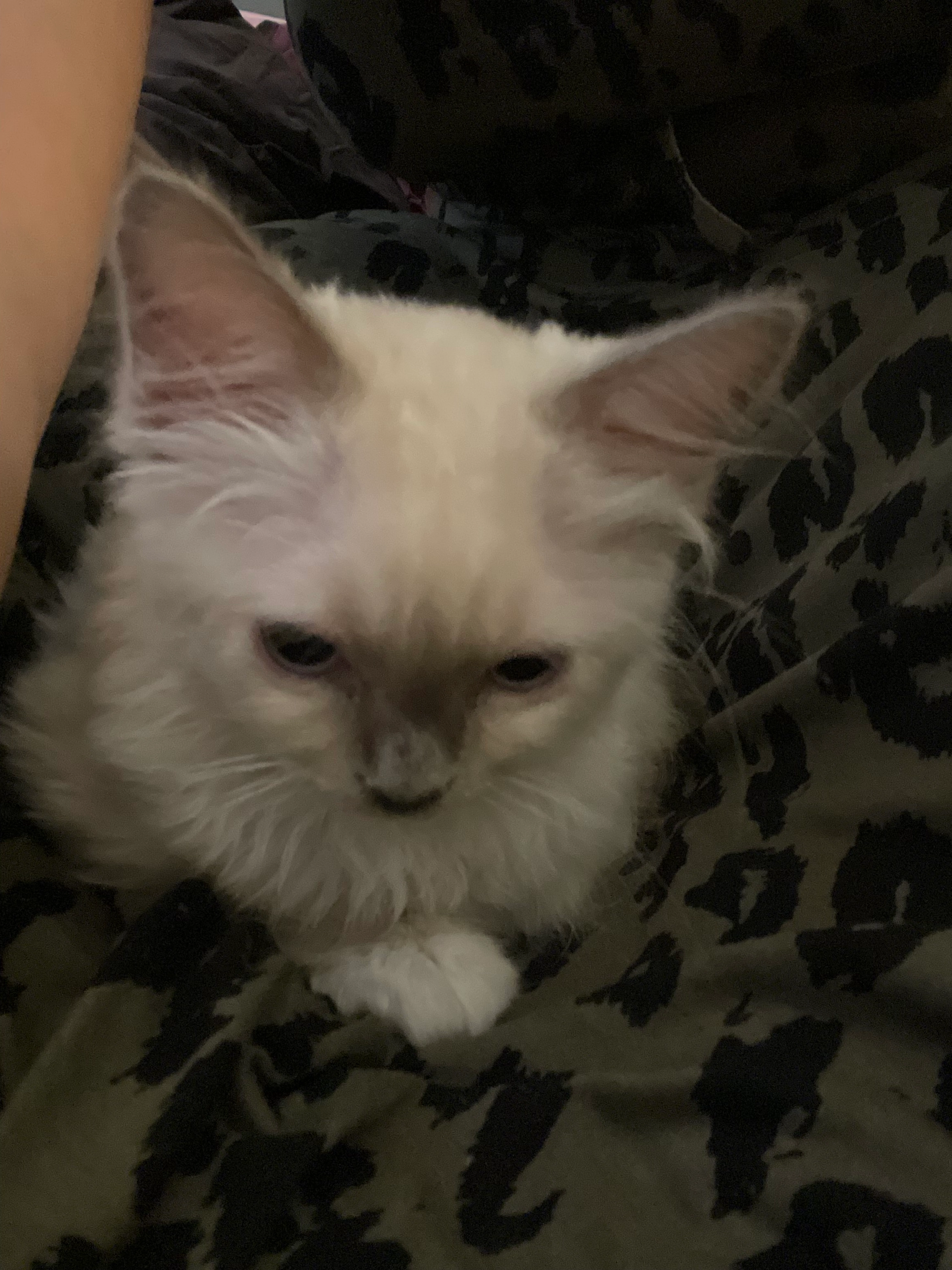 Chanel - Rue Sainte-Catherine, Saint-Étienne