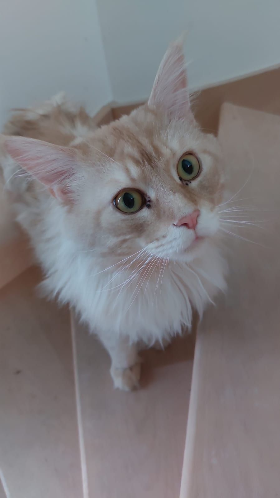 Prince ou Chachou  - Voie Communale De Beauregard Aux Âges, Le Blanc