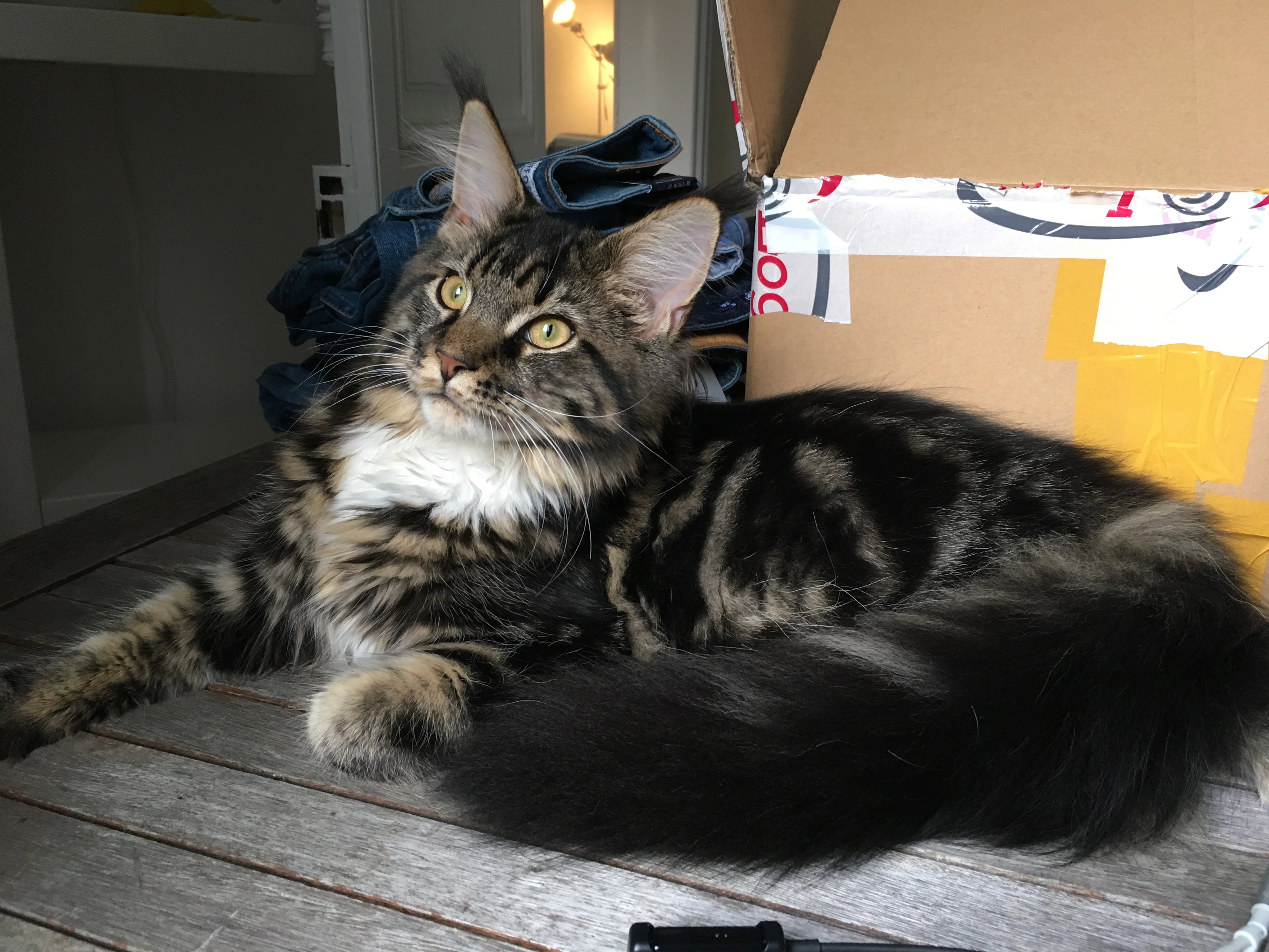 Mozart  - 1 Boulevard de la Digue, Poitiers