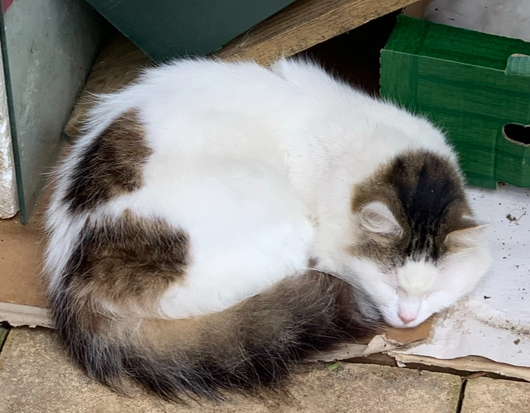 Alfie - Essex Avenue, Chelmsford