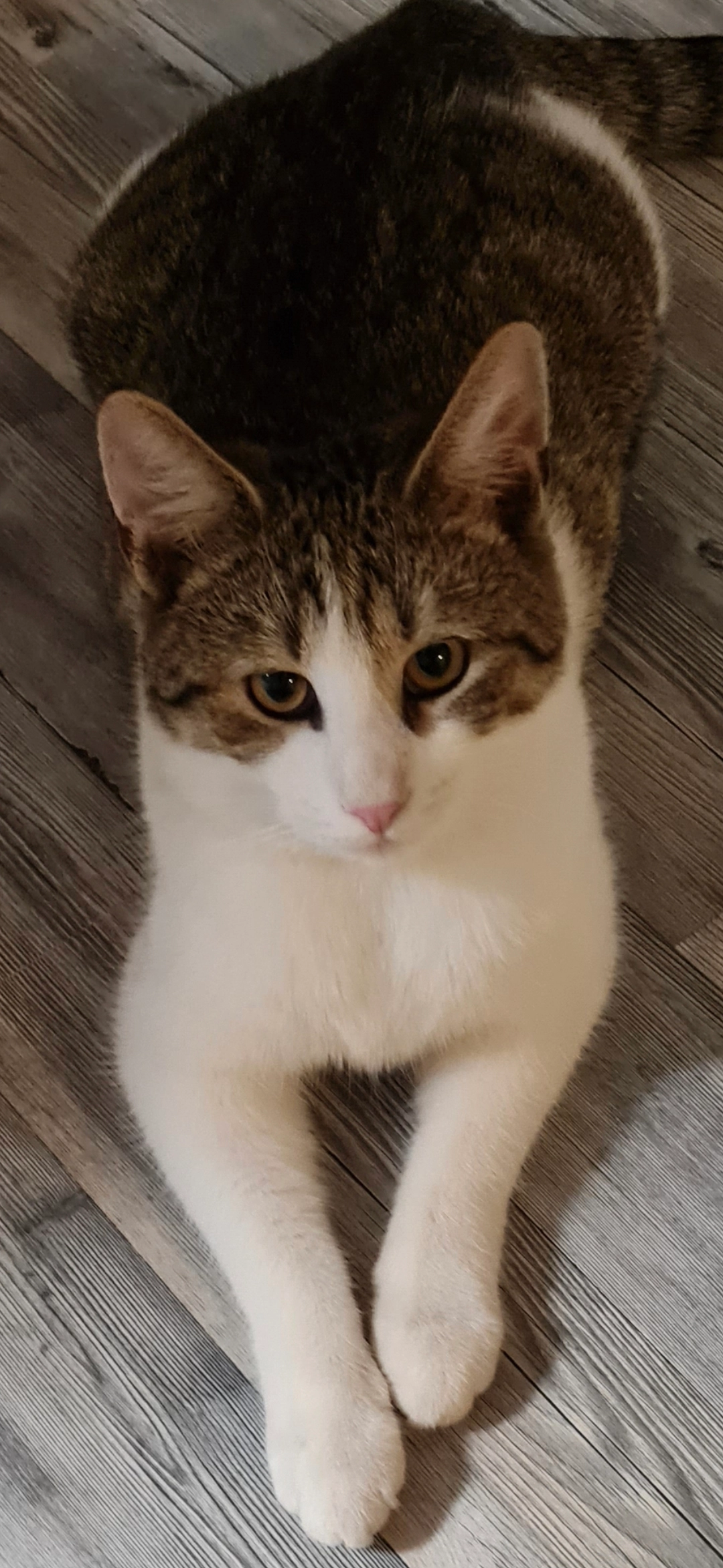 Mika - Ulica Augusta Šenoe, Sračinec