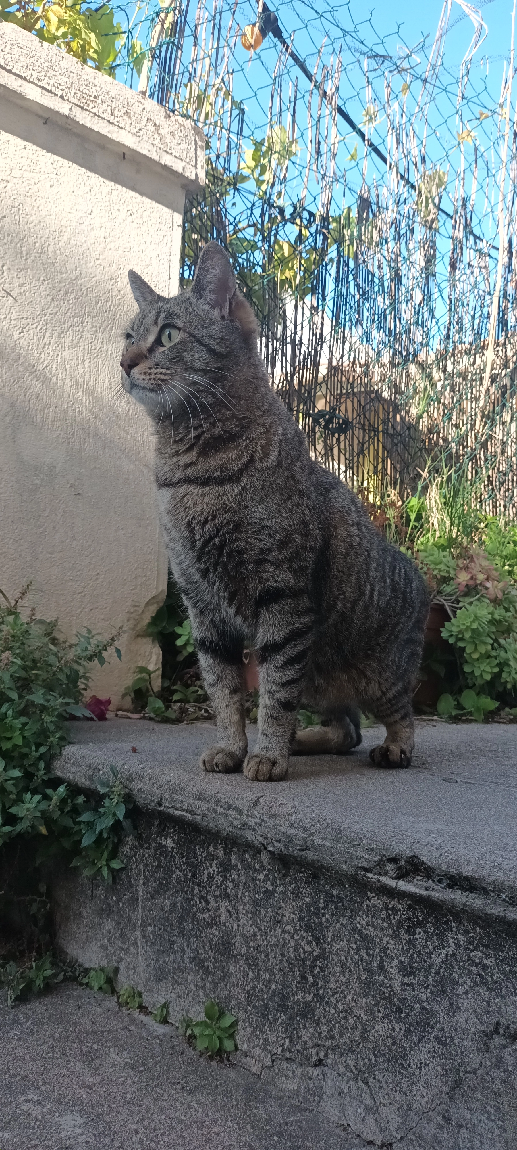 Doudi - Rue de Font Couverte, Montpellier