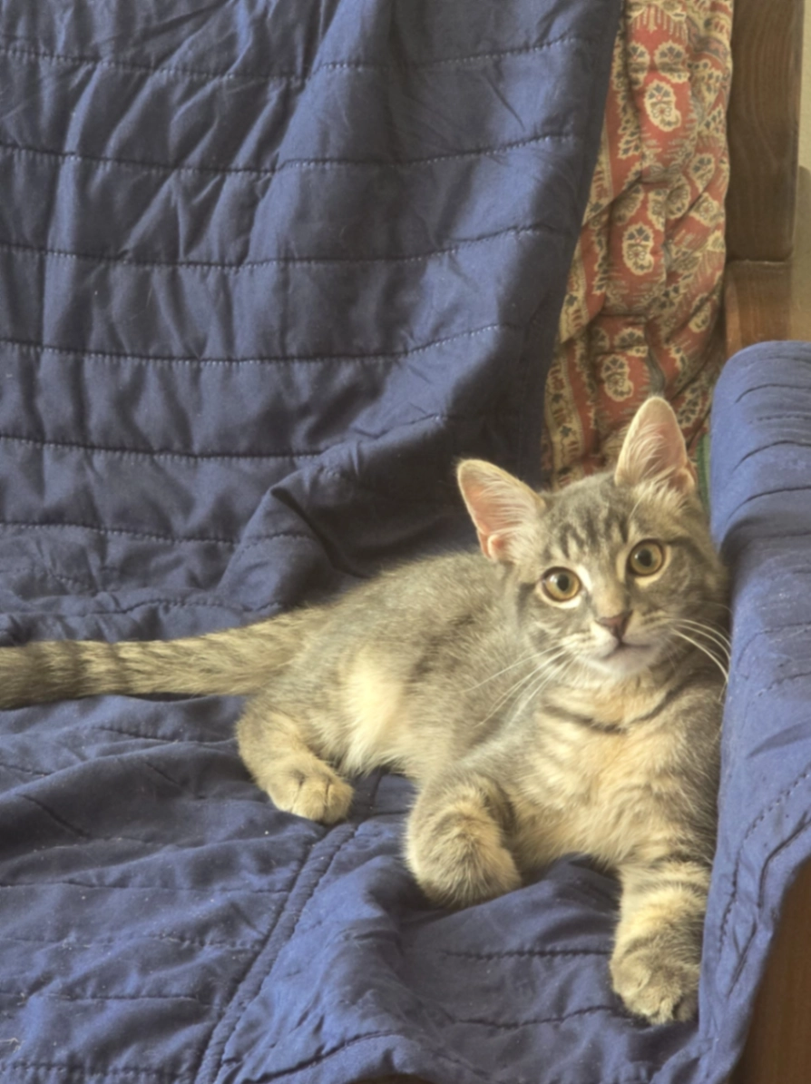 Poçi - Via Gratosoglio, Milano