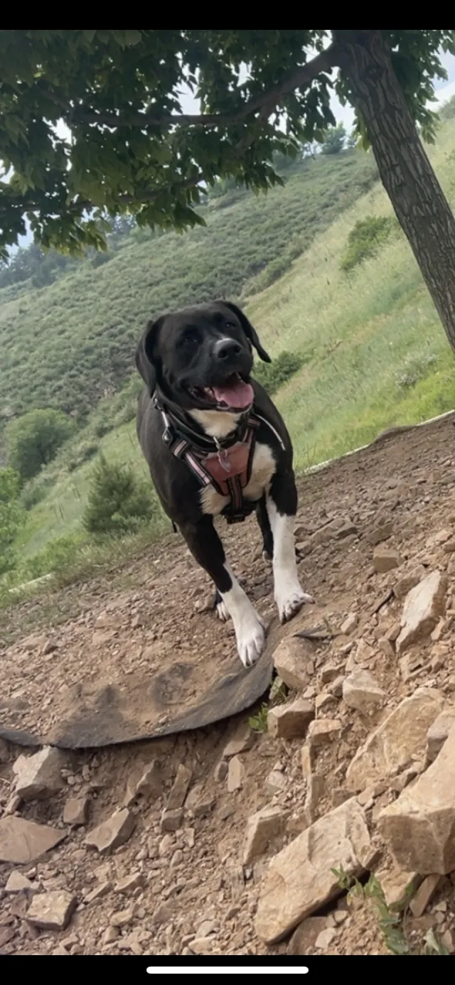 Bella - Ironton Street, Aurora