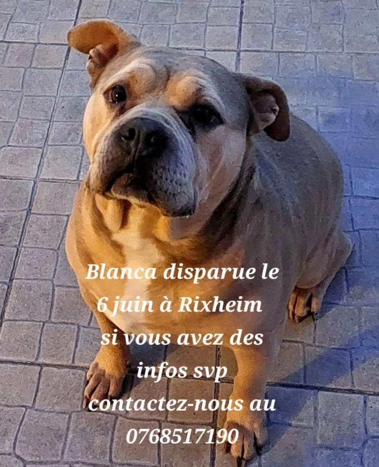 Blanca - Avenue Du Général De Gaulle, Rixheim