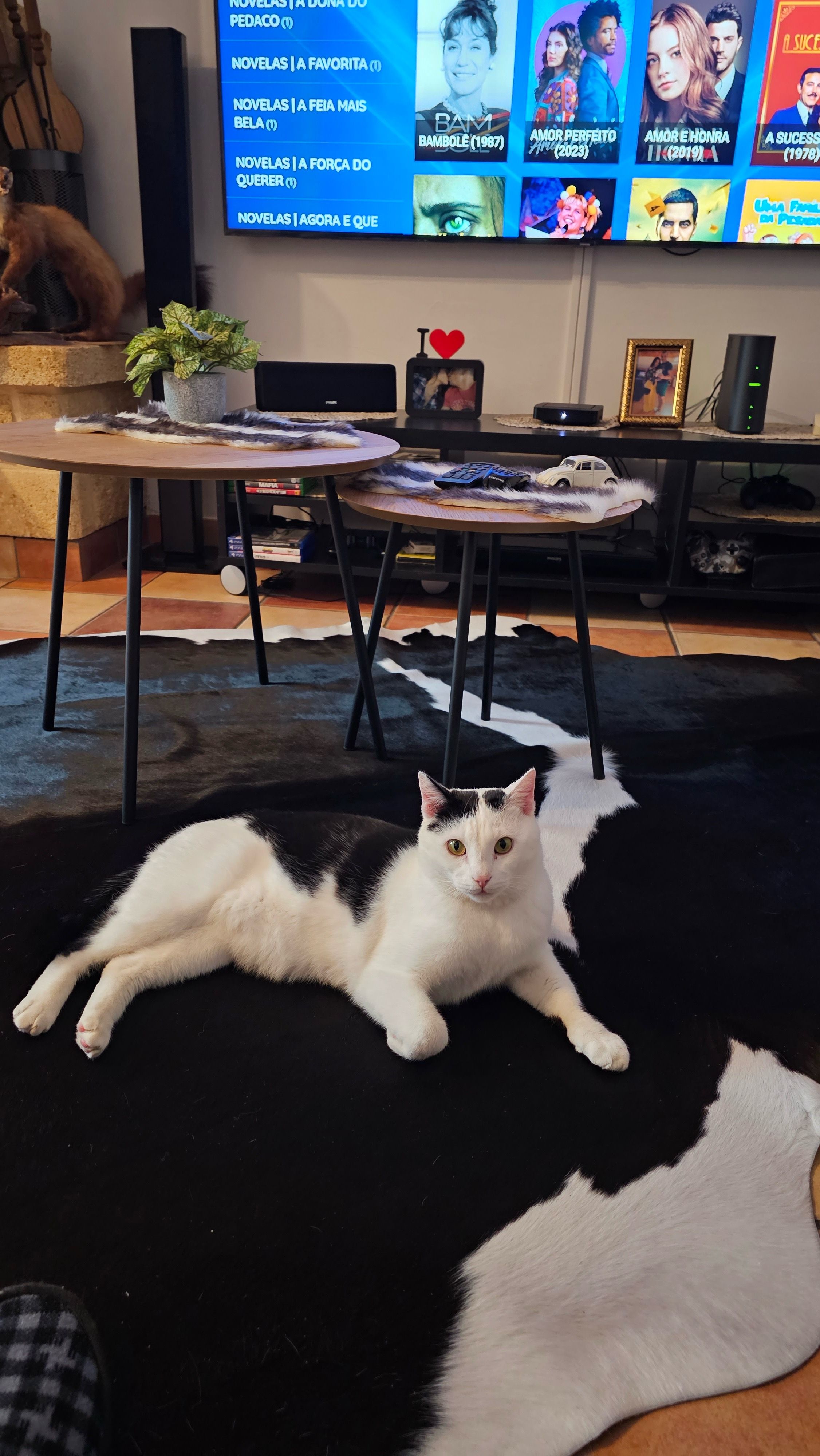 Tom - 36 Route de Bram, Carlipa