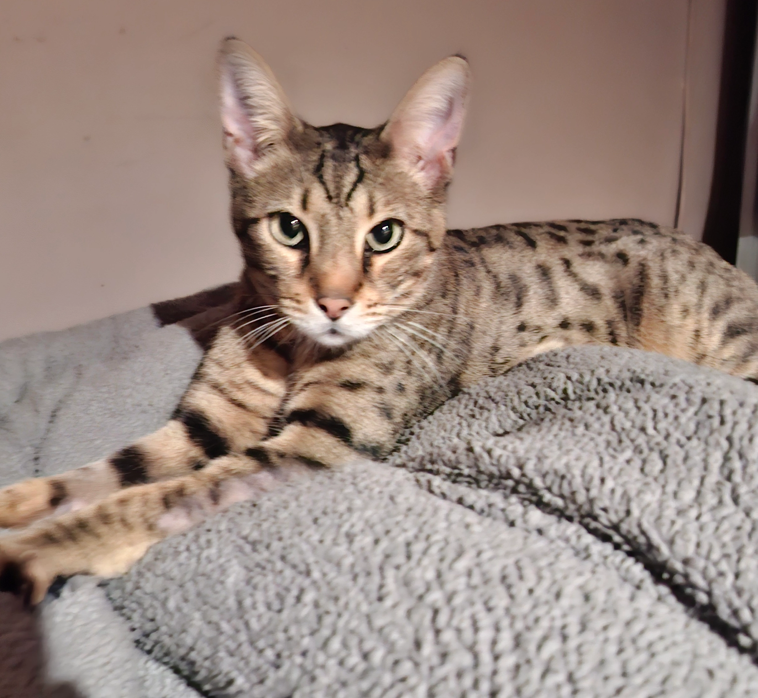 Leonardo do I pay for this at all - Bouverie Walk, Northampton