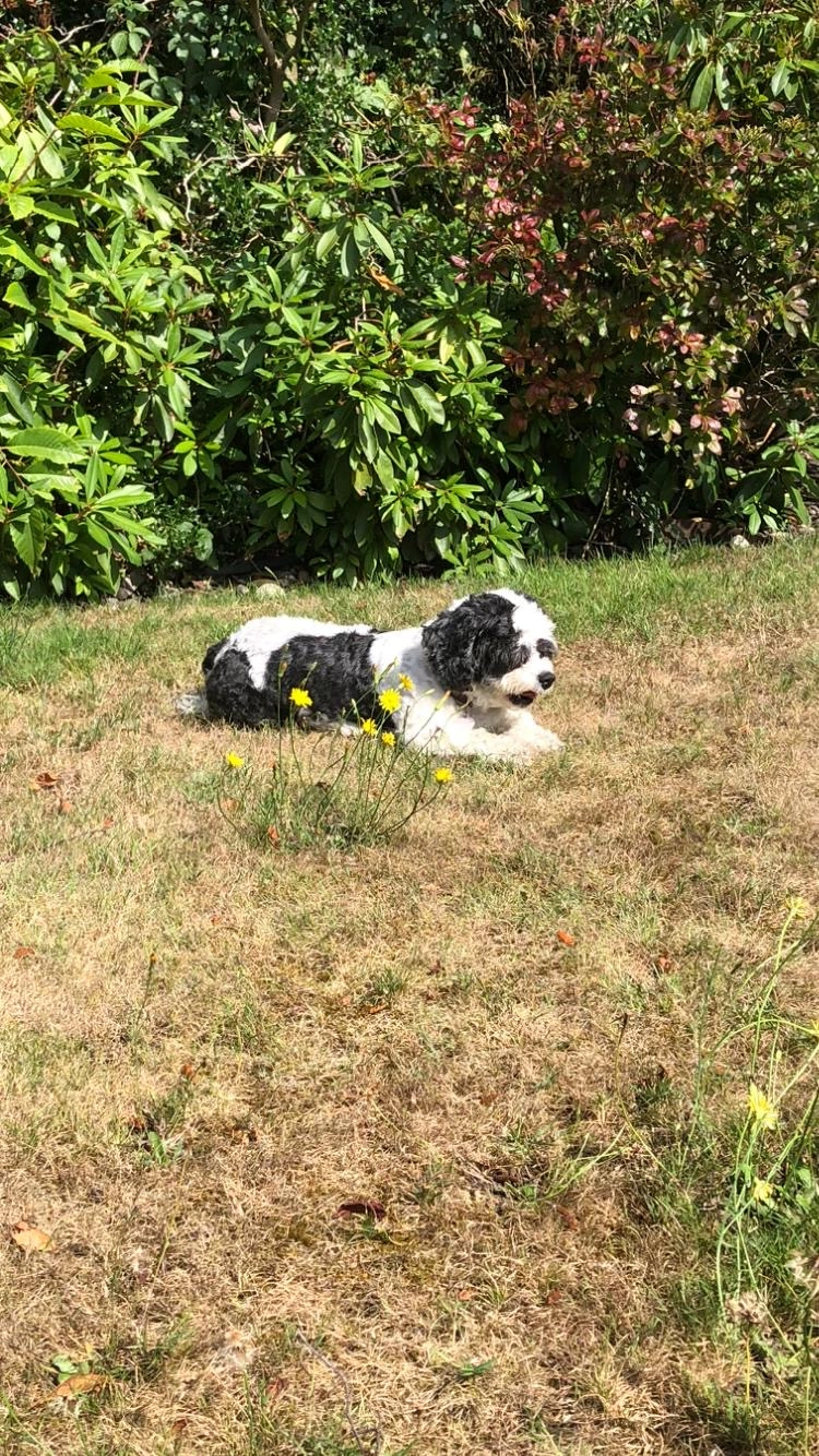 Cleo - Birchwood Road, Orpington