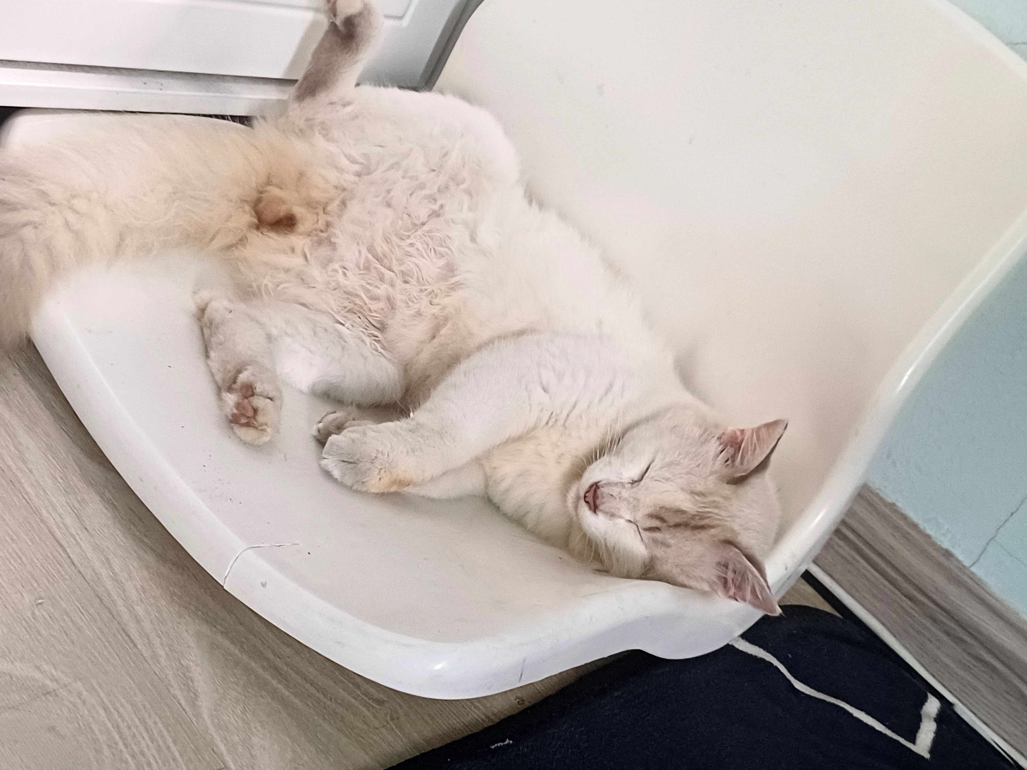 Haru - 47810, Petaling Jaya