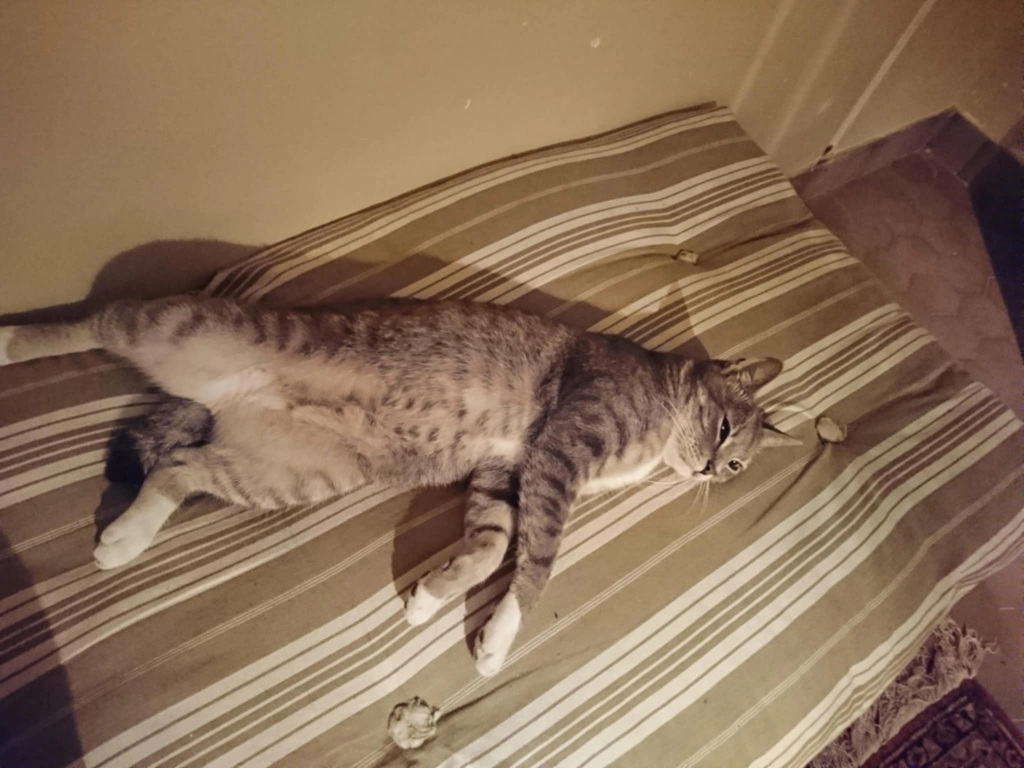 Samhuinn - 7 Rue Nationale, Distré