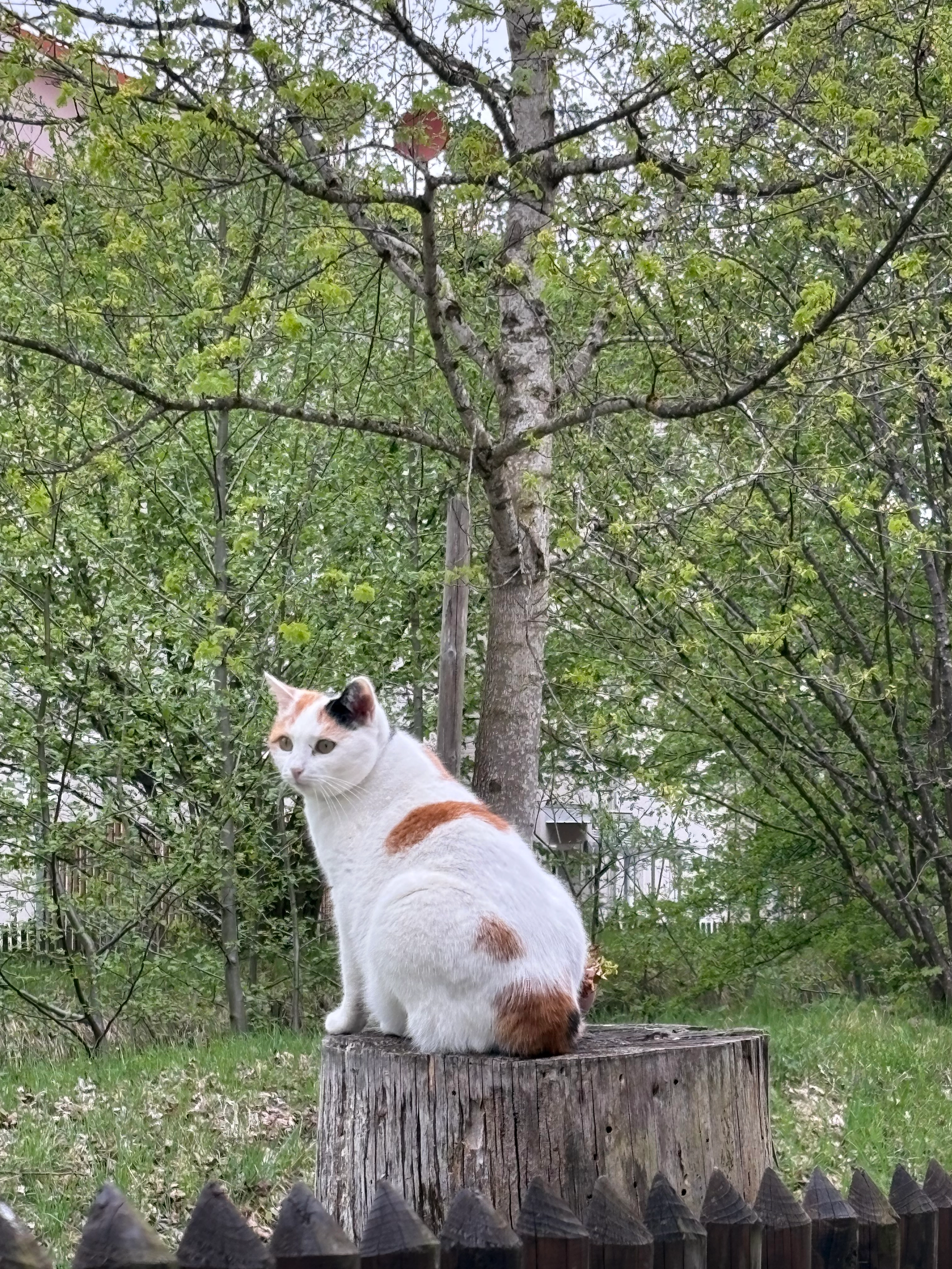 Ciri - Hermann-von-Barth-Straße, Oberstdorf