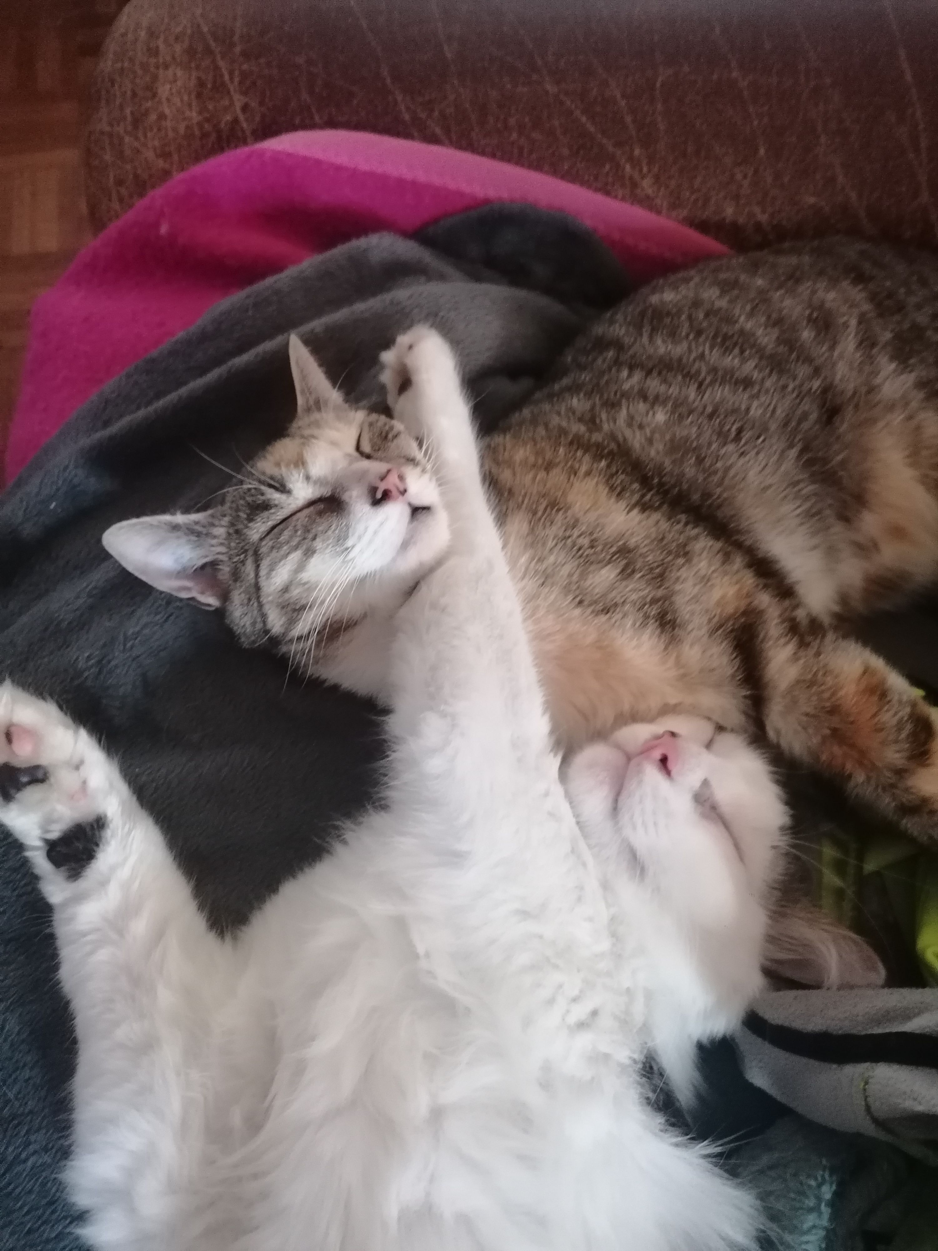 Uranie - Rue Jean Moulin, Pontivy