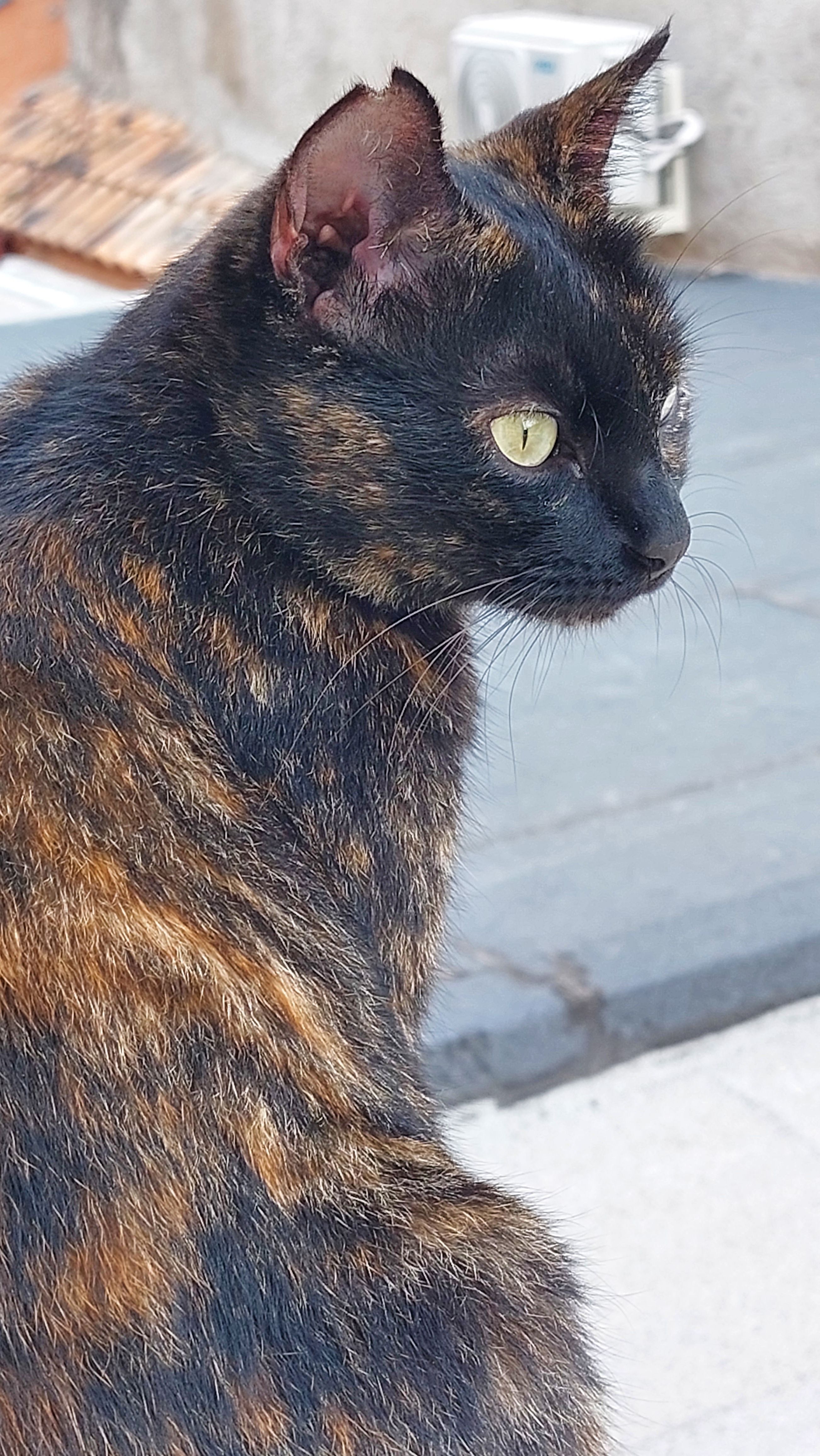 Murphy  - Passatge d'Alacant 21, Sant Vicenç dels Horts