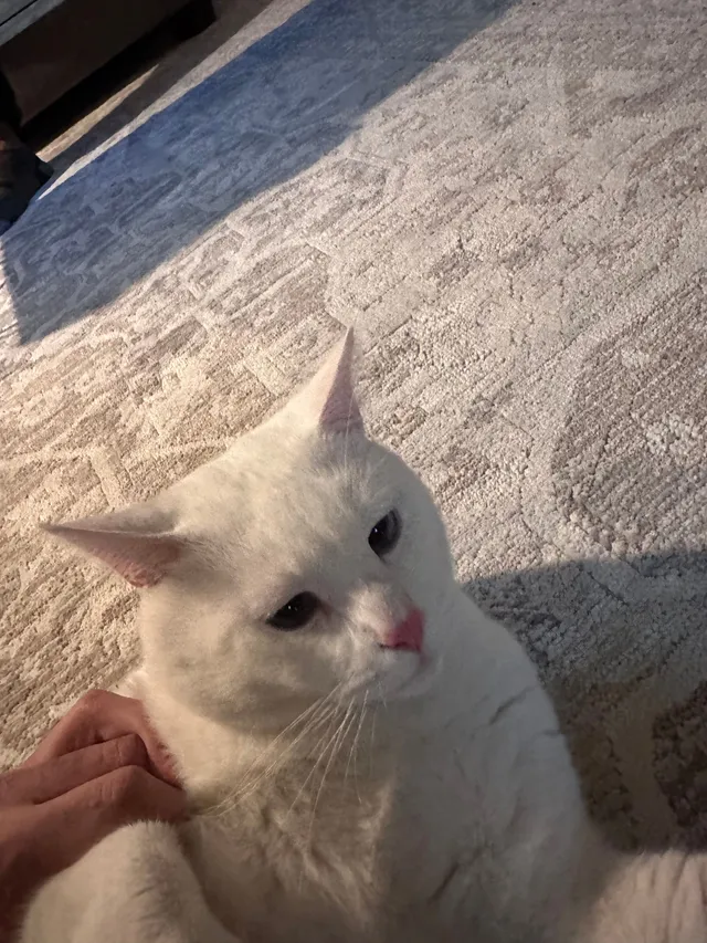 Found a lost pet - 18318 NE 92nd Ct, Redmond