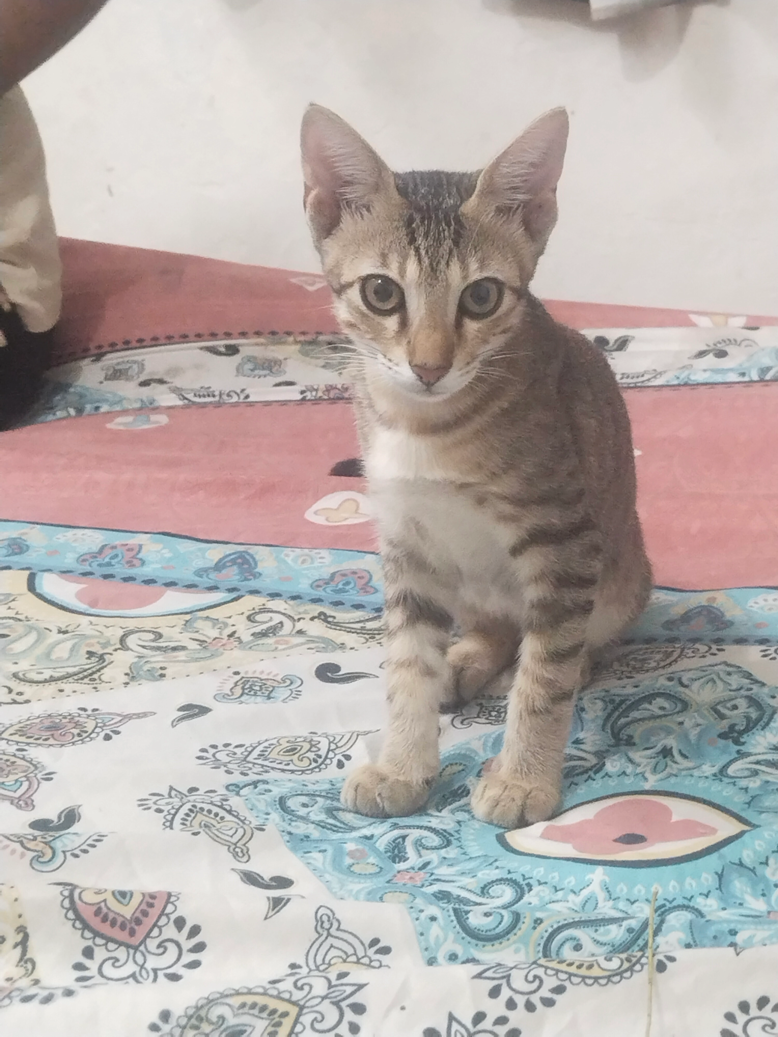 Appu - 2nd Street, Chennai