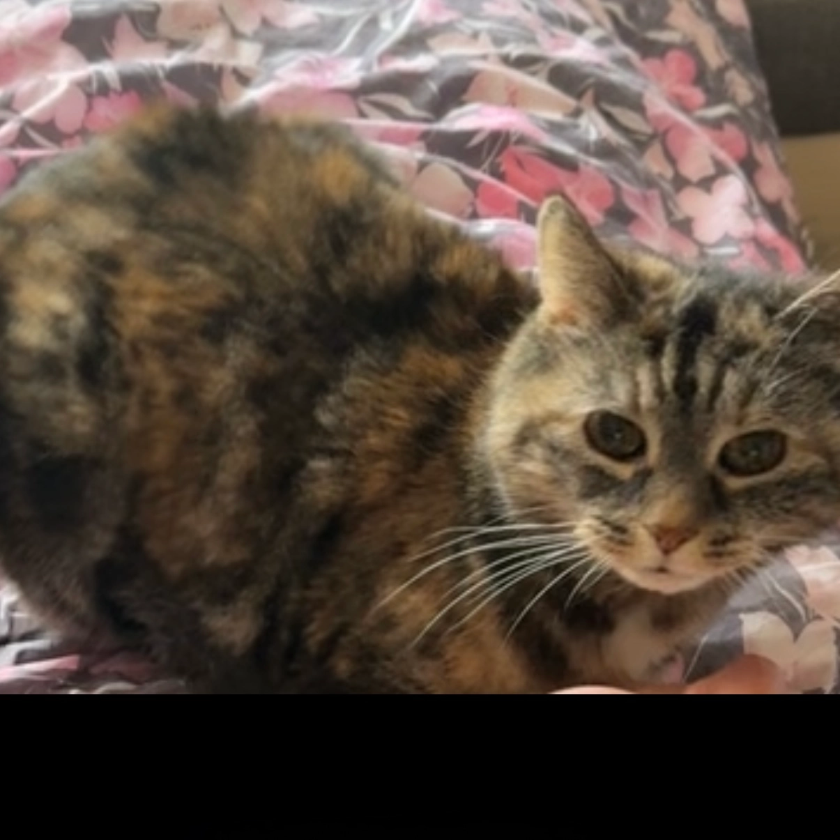 Milou  - Rue Fritz-Courvoisier, La Chaux-de-Fonds