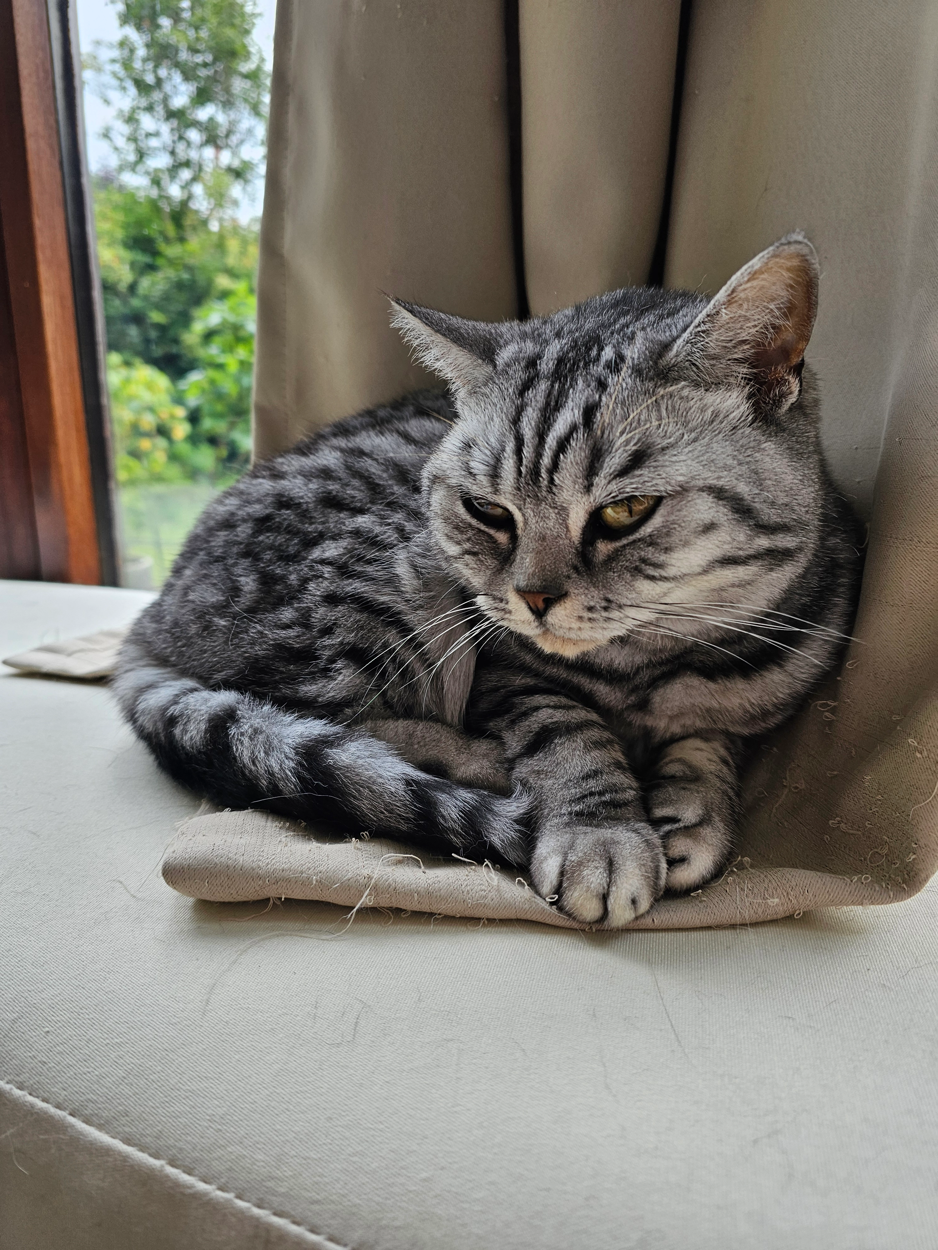 Misty - Derryvolgie Avenue, Belfast