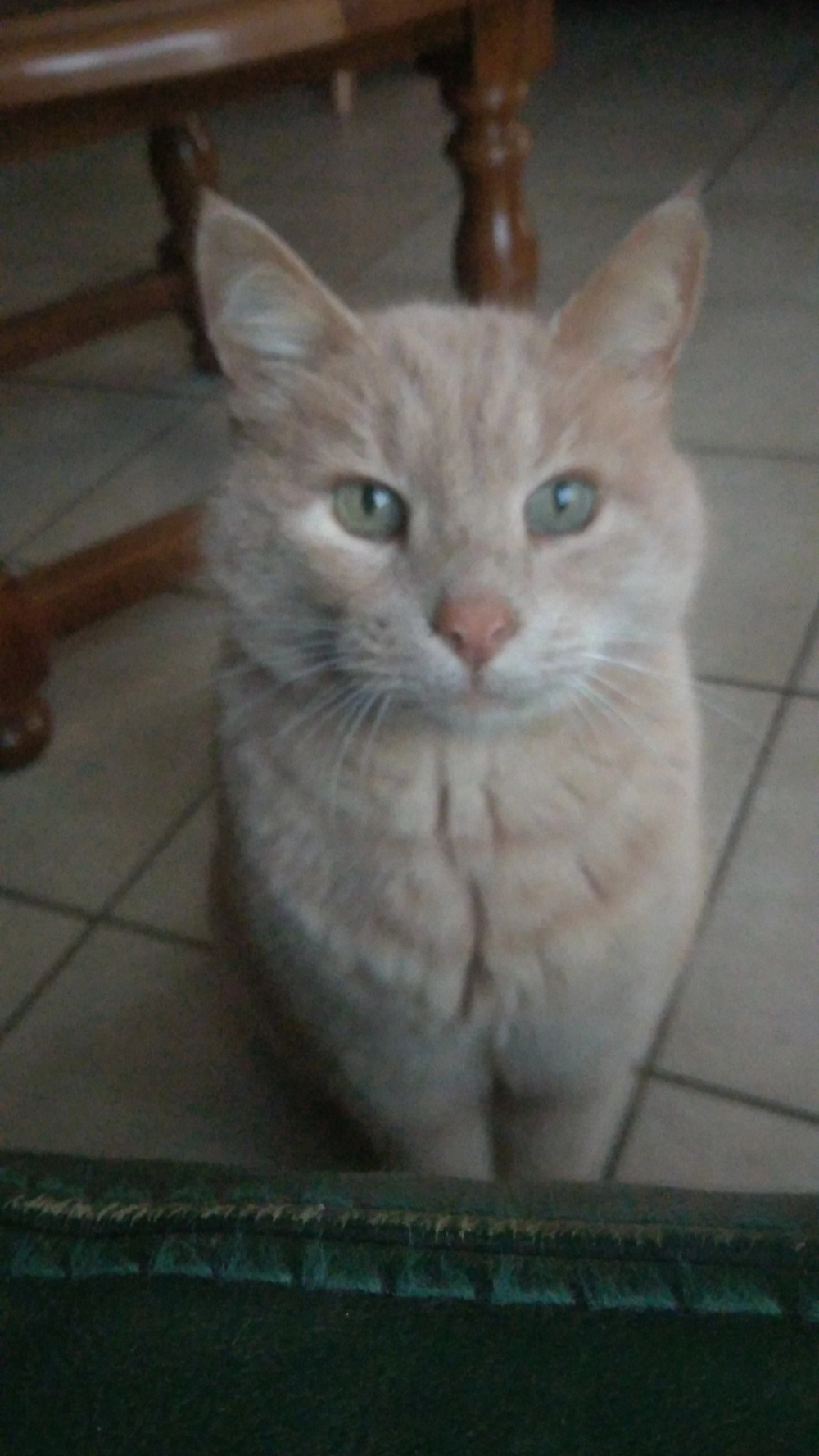 petit brun - Chemin des Arcs, Saint-Martin-la-Plaine