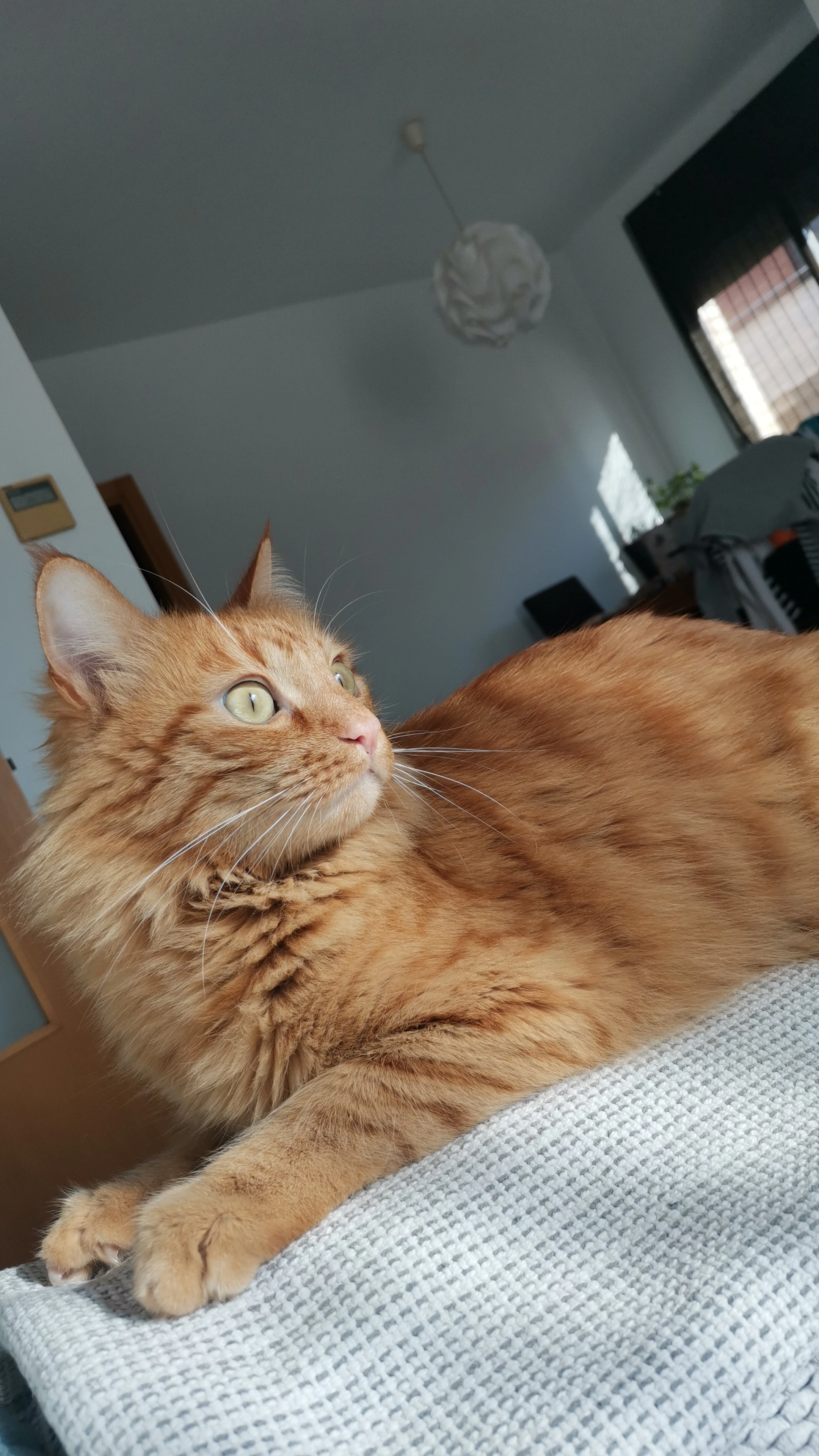 Ron - Carrer Del Poble Nou Del Delta, Amposta