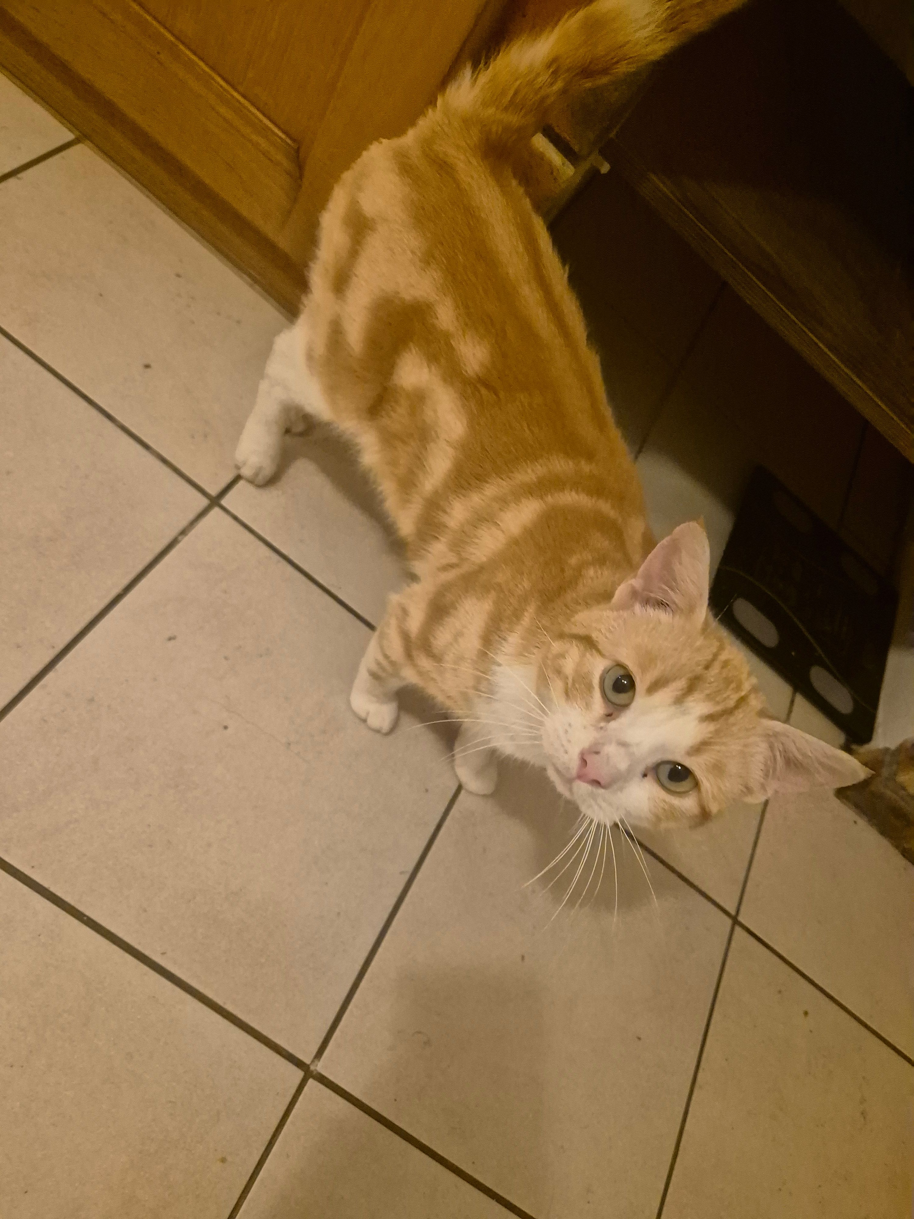 Flocky - 31 Rue Saint-Nicolas, Sanzey