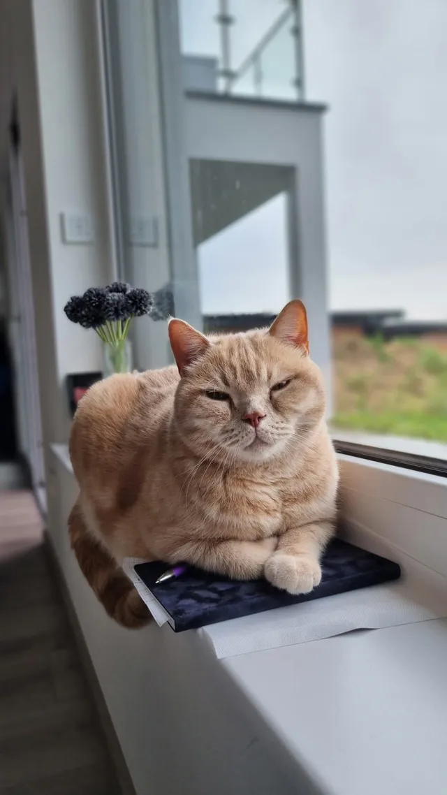 Merlin - Am Schlossblick, Allentsteig