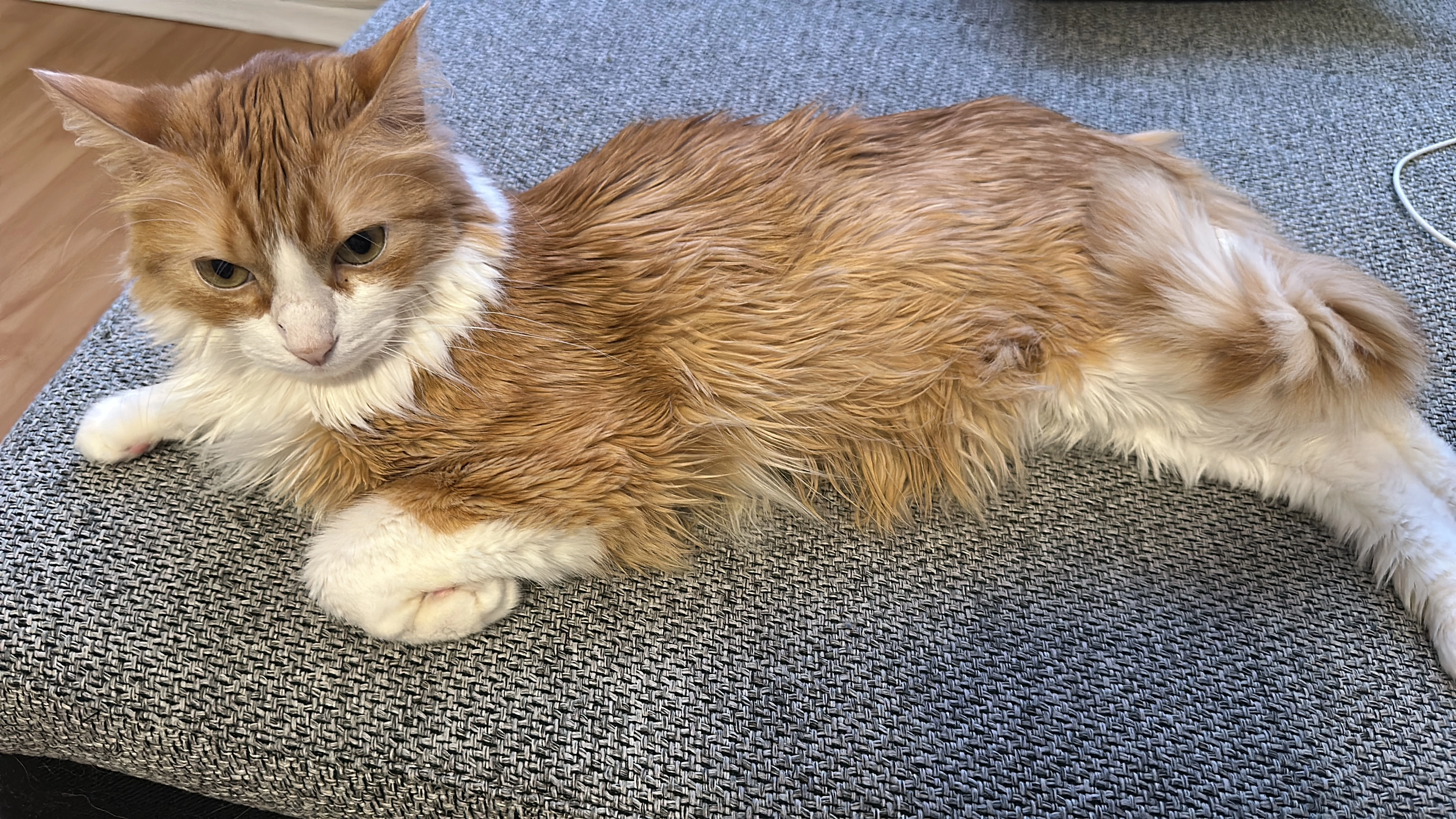 Garfield - Elisabethstraße 116, Kiel