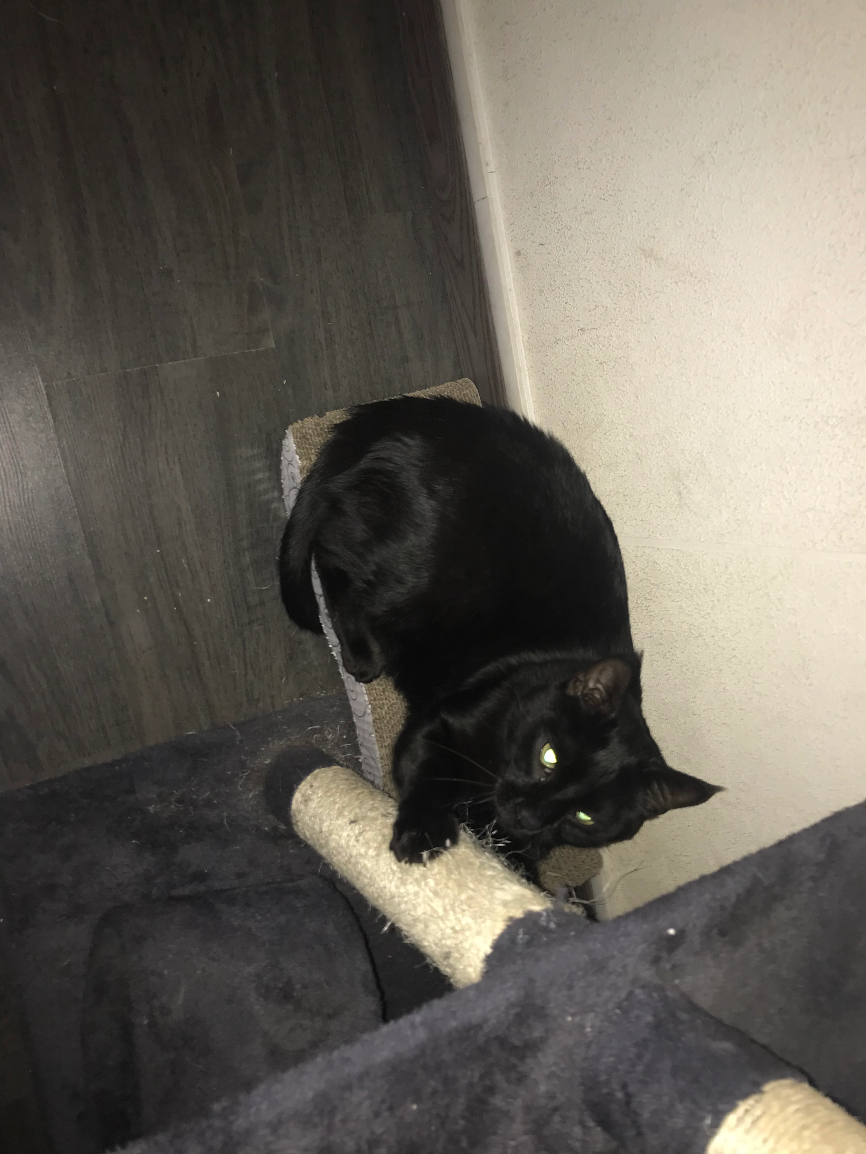 Simba - Rue des Combes, Curis-au-Mont-d'Or