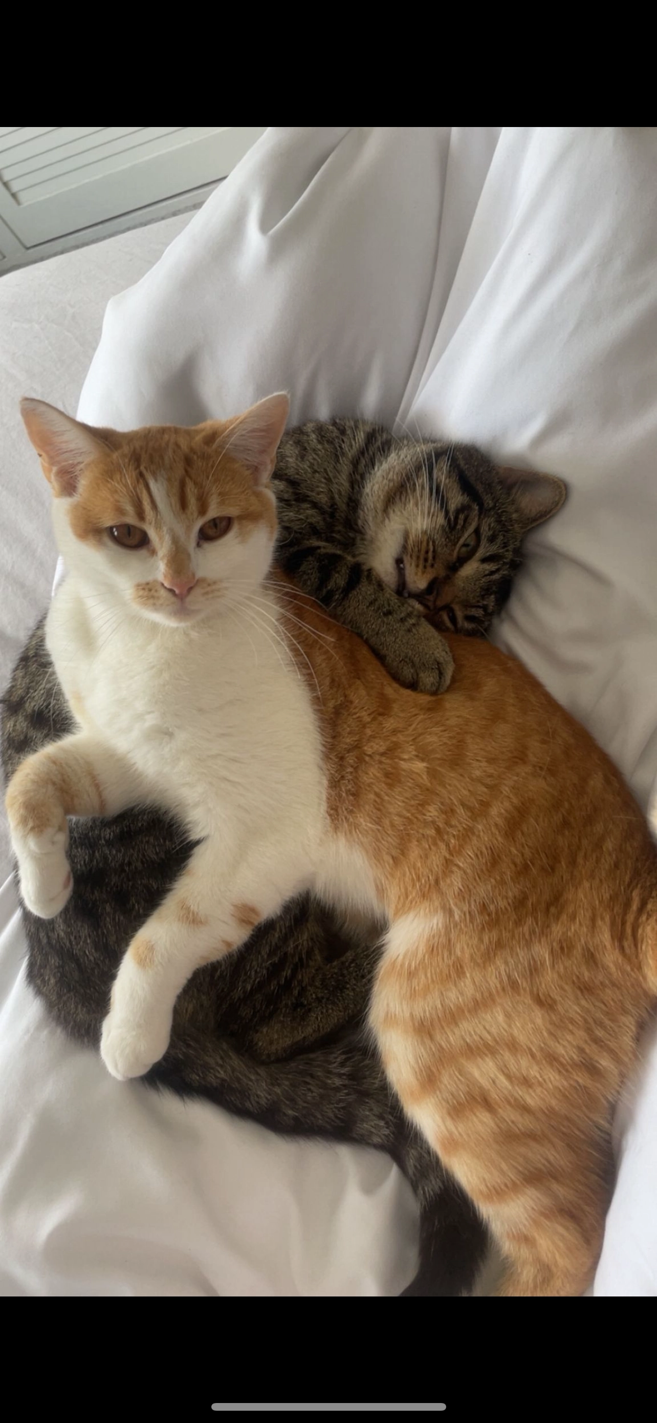 Poppy - Chester Road South, Kidderminster