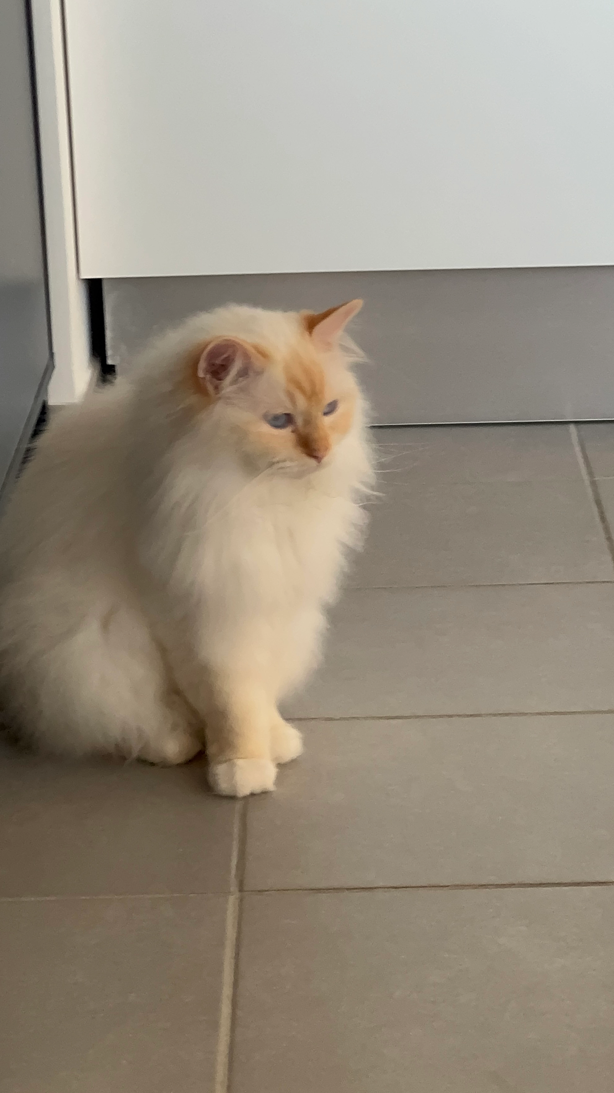 Tao - Rue De Genève, Cessy